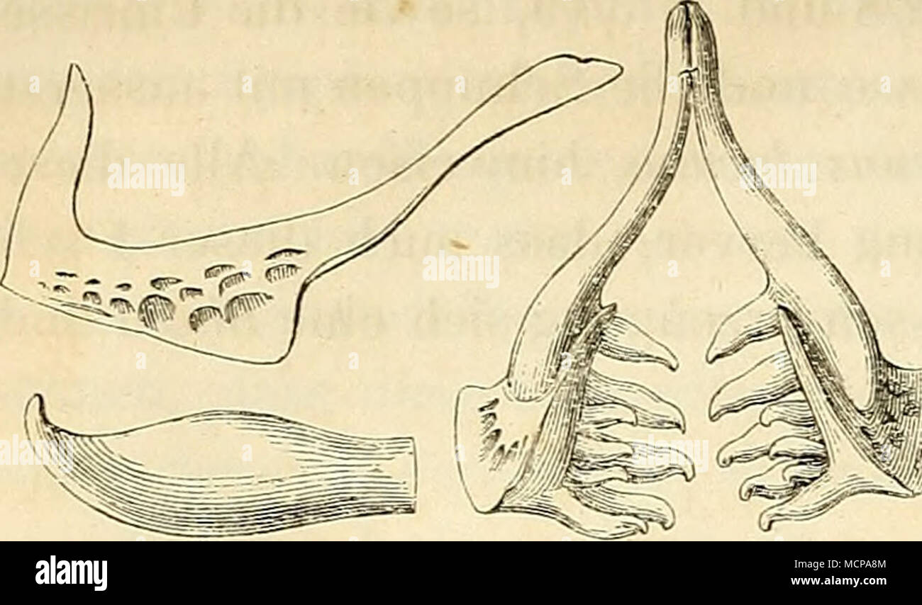 . Fig. 25. Schlundknochen und Schlundzähne (nach Heckel und Kner). Es ist der Schied gleichsam die Rie- senform unter den Alburnen, mit denen Agassiz1) diesen Fisch in einer und derselben Gattung Aspius vereinigt hatte. Die Anordnung und der Bau der Schlundzähne ist aber so eigen- thümlicher Art, dass sich die Trennung der beiden Gattungen Aspius und Al- burnus sehr gut rechtfertigen lässt. Die kleinen Augen des Schied, sowie die kleinen Schuppen desselben geben diesem Fische ein so charakteristisches Ansehen, dass derselbe auch in ganz jungen Entwicklungsstadien leicht von den grossäugigen un Stock Photo