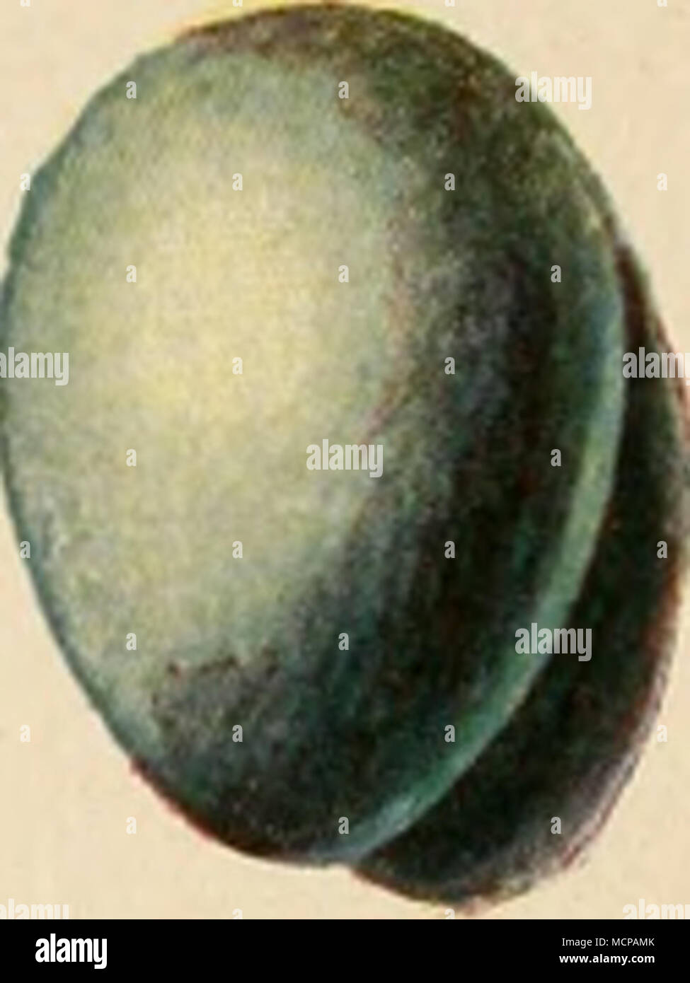 . Braunelle Singdrossel Amsel Stock Photo