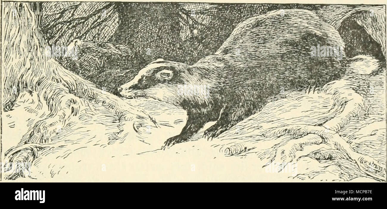 2lbb 26 Lt A S Oor Bem Sau A F Fe R Ift Dn Auf Peinlic Fte Drbnung Unb S Einltd Ett L Altenber Au L Err Ein Gebaut Unter Ben 3 Teren Ein 2 Zeifter Befcljaulidfjen C Tilluergnugtfein V Eine Rt Oi Ttuenbe 5113 Normitat