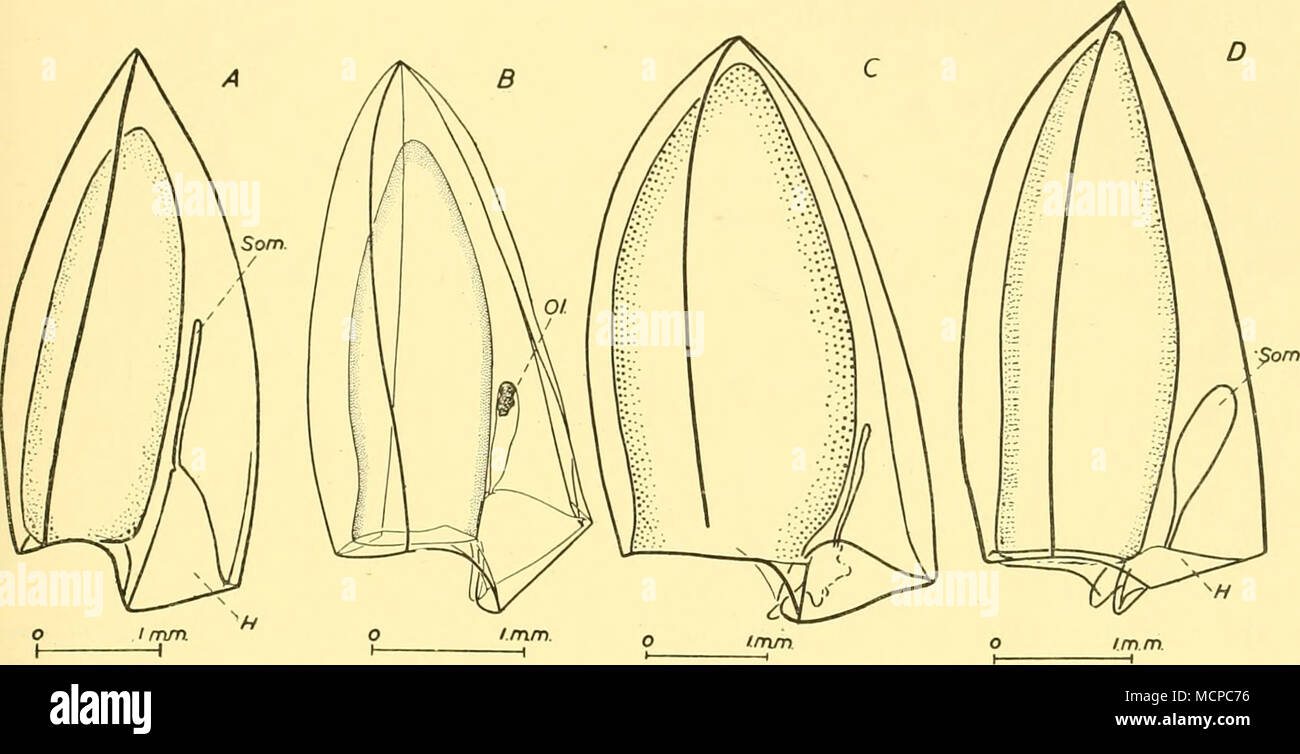 . Text-fig. 55. A, Muggiaea kochii, off Plymouth; B, M. delsmani sp.n., Java Sea; C, Lensia leloupi sp.n., ' Discovery' St. 277; D, Lensia subtiloides, Great Barrier Reef. A, C x 16; B X20; D x 18. hydroecium. But Lensia subtiloides and L. leloupi agree in (1) showing a notch on the edge of the left mouth-plate ('right' if viewed from the dorsal side, apex uppermost); (2) the origin of the somatocyst from a point on the hydroecial roof to the left of the highest point, and not nearly so close to the nectosac as in Muggiaea spp.; (3) the tip of the nectosac being so near to the apex of the nect Stock Photo