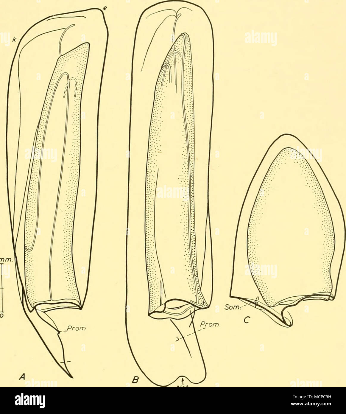 . NCh Text-fig. 53. Sulculeolaria angusta sp.n. A, B, lateral and dorso-lateral views of holotype posterior nectophore, Brit. Mus. Reg. No. 1950.6. 20. 1., 'Discovery II' St. 1586,550-001., x 8-5 ; C, anterior nectophore probably of this species, 'Mabahiss' St. 61, night, o m., x 8-5. k-e = baso-ventral sector. Sulculeolaria quadrivalvis Blainville, 1830. The question whether Sulculeolaria quadrivalvis and S. quadridentata are synonyms of one and the same species was last reviewed by Bigelow &amp; Sears (1937). They concluded (1) that there was an unbridged gap between the bidentate and the ex Stock Photo