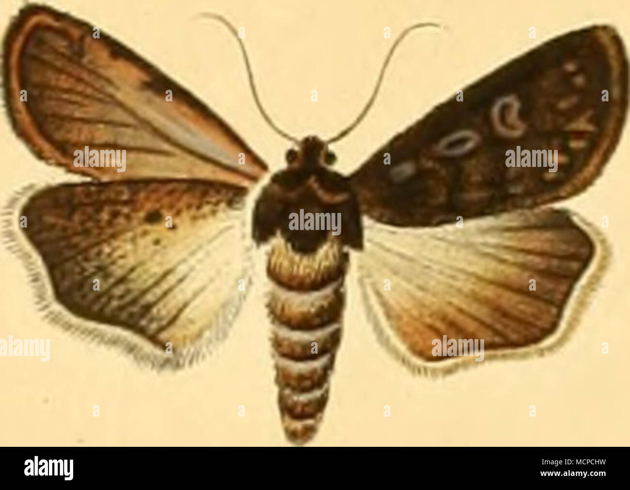 Ss N Piialien Jtcf O Xi Europ Fi Fibgrajui Fi Fiati Ptera Fi U Oa Yptevci J I ck C Stock Photo Alamy Ss N Piialien Jtcf O Xi Europ Fi Fibgrajui Fi Fiati Ptera Fi U Oa Yptevci J I ck C Stock Photo Alamy
