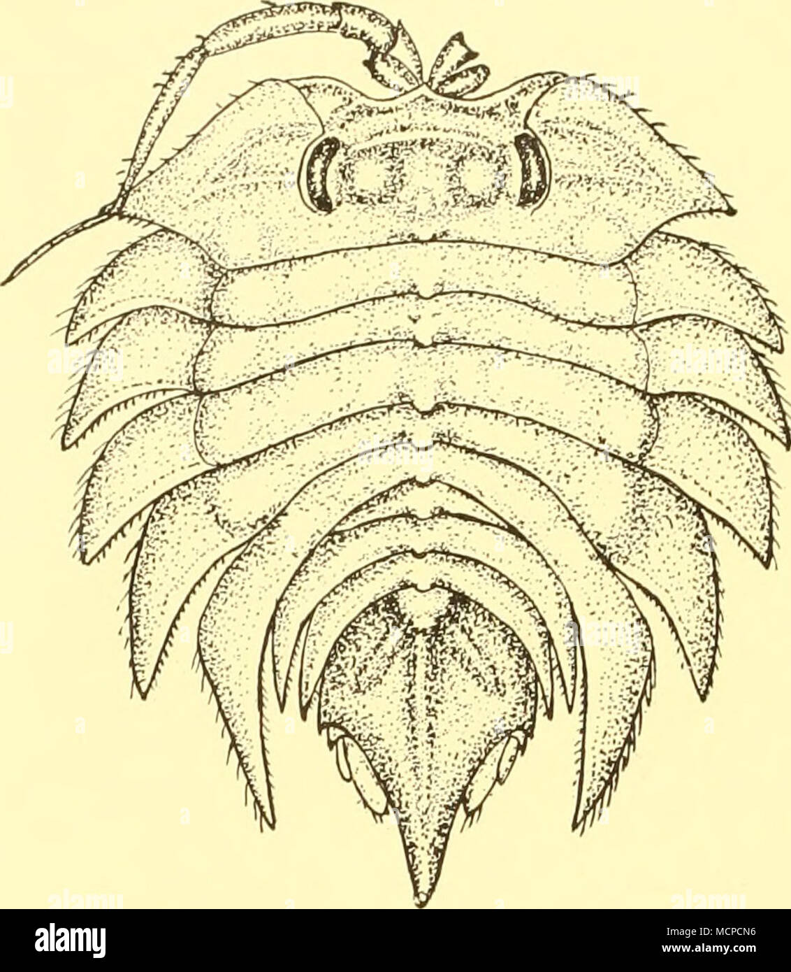 . Text-fig. 23. Serolis acuminata sp.n., x 7. Stock Photo