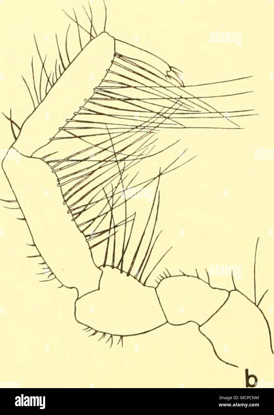 . Text-fig. 21. Xenarctiinis spinulosus g.n., sp.n. (a) First pereiopod, x 32. (6) Serond pereiopod, x 32. (c) Fourth pereiopod, x 32. Stock Photo