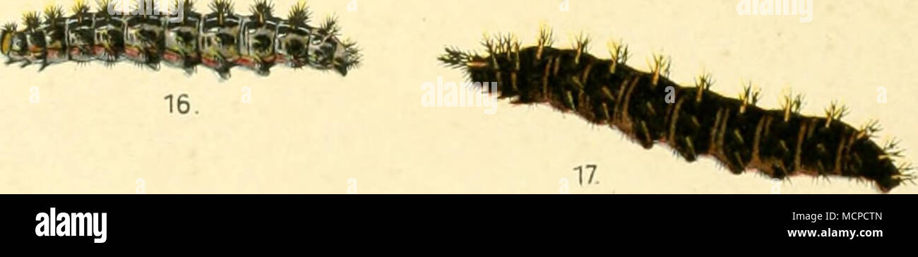 . 1. Parnassius delius, 2. mnemosyne. 3. Pieris daplidice. 4. Colias myrmidone. 5. Vanessa xanthomelas. 6. Polygonia I-album. 7. Melithaea cynthia, 8. aurinia, 9. cinxia, 10. didyma, 11. aurelia, 12. parthenia. 13. Argynnis aphirape, 14. selene, 15. pales, 16. dia, 17. amathusia. Stock Photo