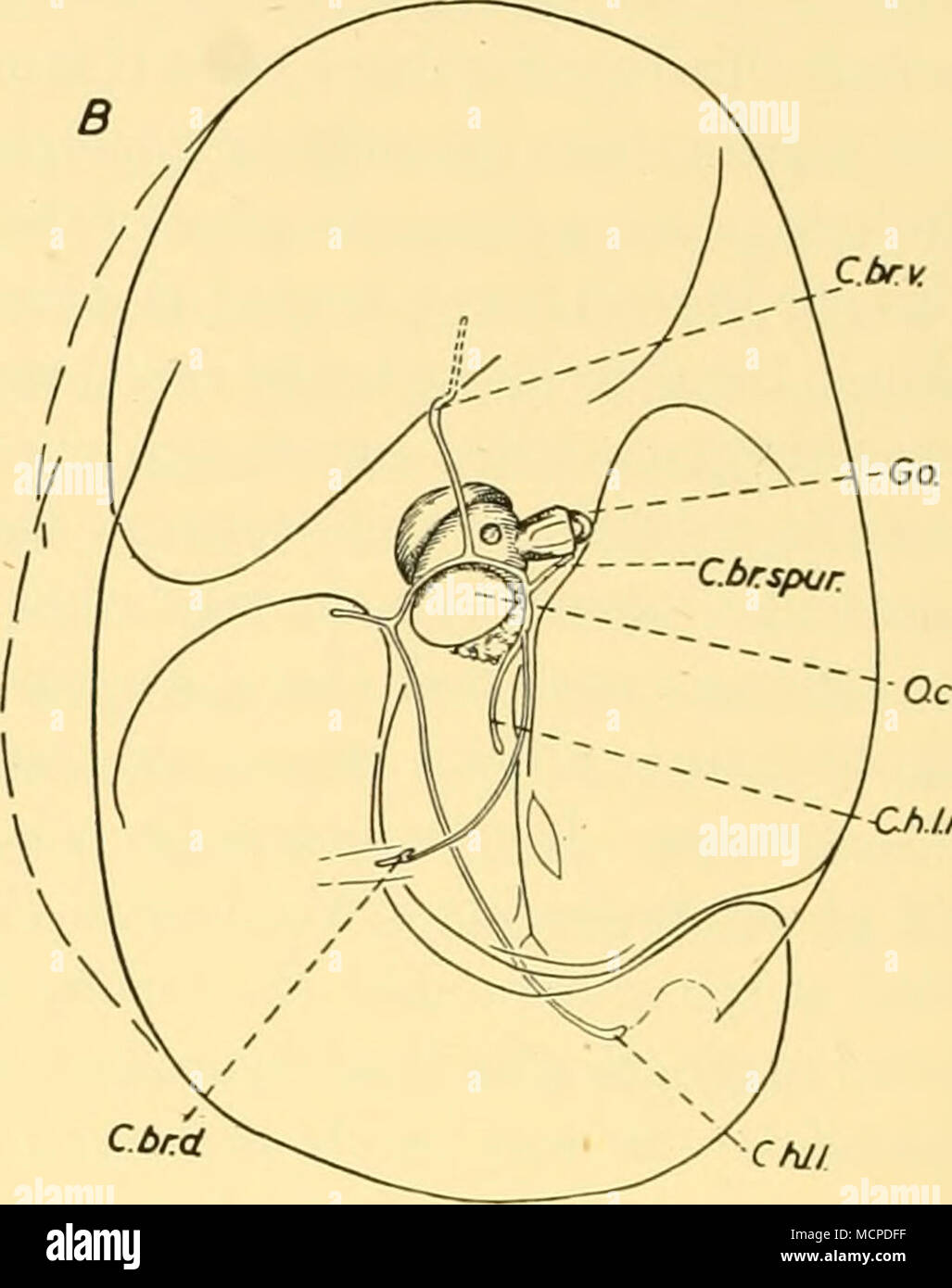 . C-h.Lr Text-fig. 41. Rosacea plicata. Two views of an eudoxid from 'Discovery II' St. 1617, 395-155 m., *.$â $. Chlr. Cbr.d-.. Cdrspur Stock Photo