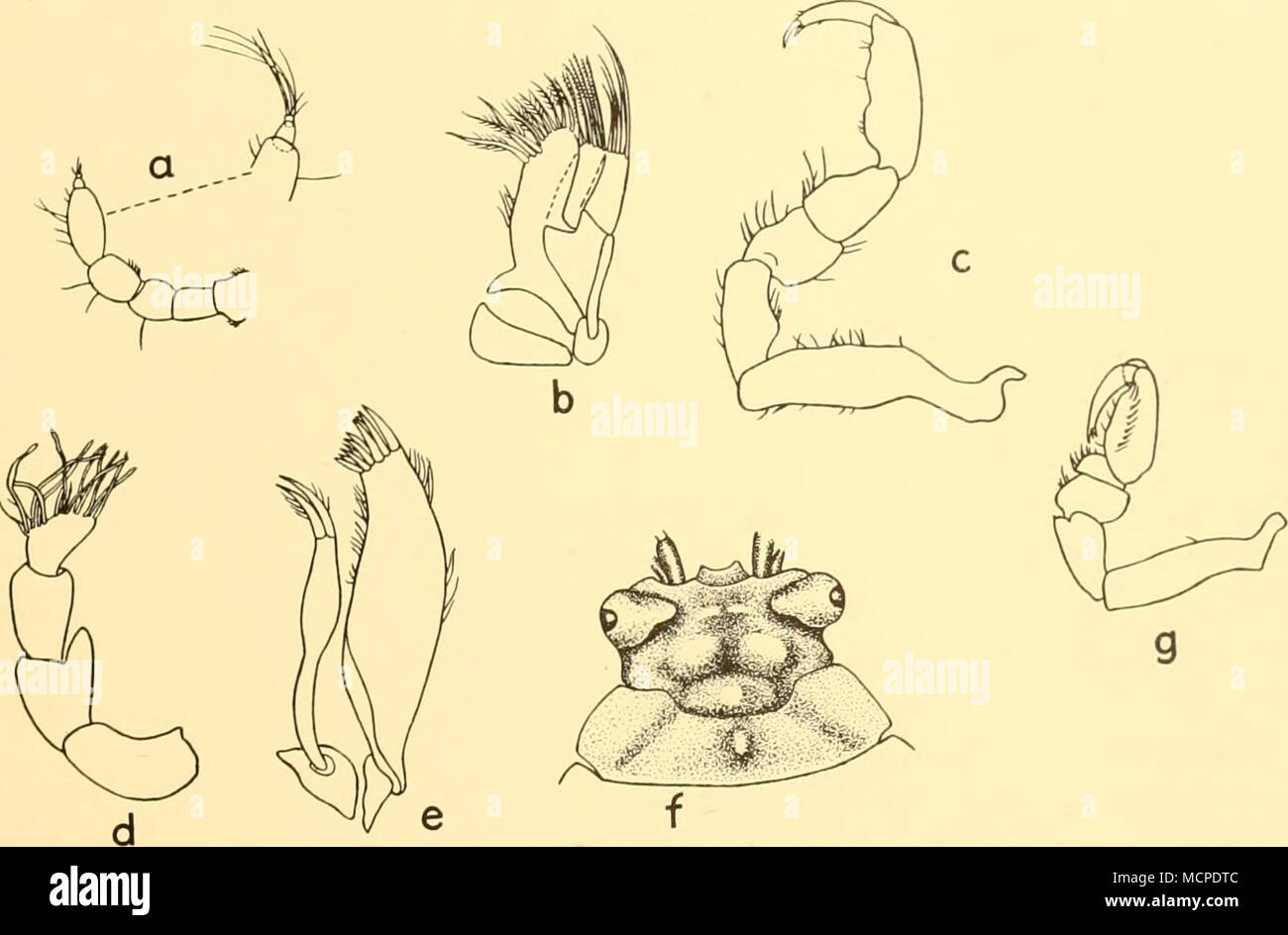 . Text-fig. 9. Edotta oculopetiolata sp.n. (a) Antenna, x 22. (6) Left maxilla, x 42. (c) Fifth pereiopod, x 15. ((/) Antennule, J, X 22. (e) Left maxilla, x 42. (/) Head and first pereion segment, x 12. (g) First pereiopod, x 15. The antenna (Text-fig. ga) consists of a peduncle of five joints and a flagellum of two very short ones (cf. Ohlin, 1901, p. 293 and pi. xxiii, fig. loaz, where the flagellum consists of three joints, the first one of which is of considerable length). The first four peduncular joints are short and subequal, the fifth is nearly twice as long as the fourth. The flagell Stock Photo