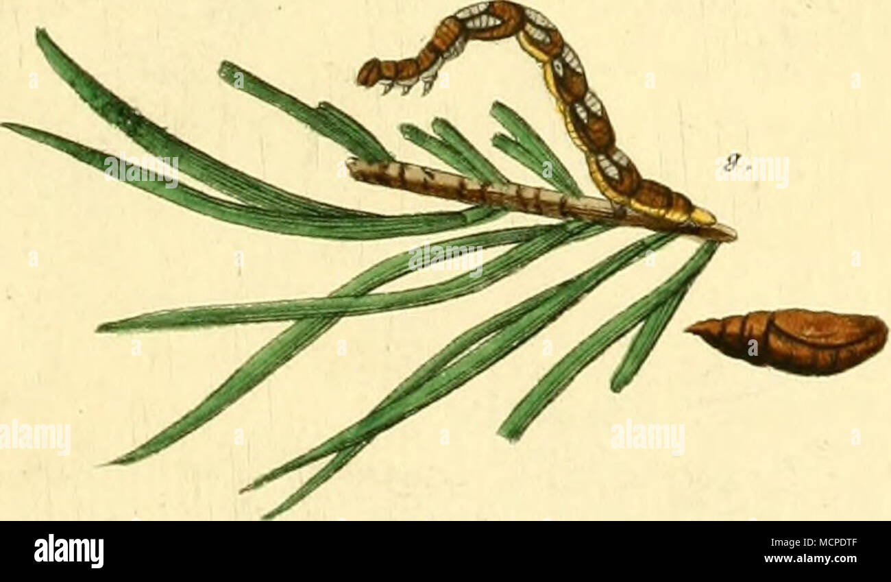 Z Oe Z Oe Oe High Resolution Stock Photography And Images Alamy