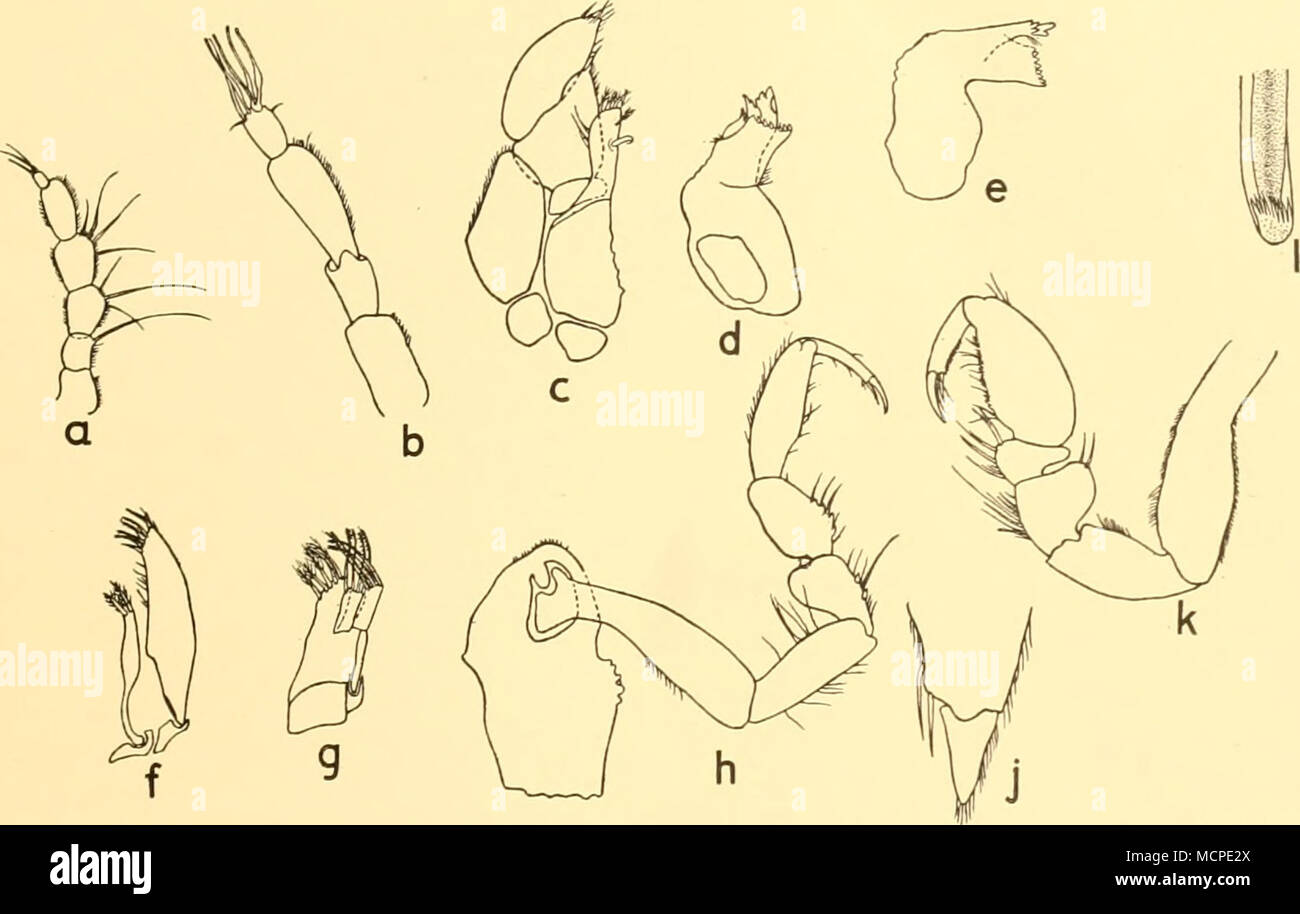 . Text-fig. 10. Edotia conugata sp.n. (a) Antenna, x 50. (^i) Antennule, x 50. (c) Maxilliped (right), x 50. ((/) Left mandible, X 50. (e) Right mandible, x 50. (/) Maxillula (left), x 50. (g) Maxilla (left), x 50. (/;) Second pereiopod (with coxa), x 30. (;') Distal portion of protopodite and endopodite of uropod, x 20. (k) First pereiopod, x 20. (/) Appendix masculina. The maxillula (Text-fig. 10/) is of the usual type; the truncated end of the outer lobe bears six or seven pectinate setae and the delicate inner lobe bears two strong plumose ones. Both the outer and middle lobe of the maxill Stock Photo