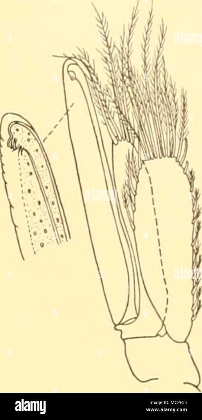 . Text-fig. 8. Edotia bilobata. i. (a) Third pereiopod, x 25. (b) Second pereiopod, x 25. (c) Right antenna, x 35. (&lt;/) Right antennule, x 32. (e) Second pleopod, x 30. Edotia oculata Ohlin, 1901 Edotia oculata Ohlin, 1901, pp. 298-301, pi. xxiv, fig. 13; Nordenstam, 1933, p. 93. Occurrence. WS. 215, 31. v. 28, 47° 37' S., 60° 50' W., 219-146 m., i ?. WS. 219, 3. vi. 28, 47° 06' S., 62° 12' W., 116-114 m., 3 (Jc?, 9 ??• WS. 220, 3. vi. 28, 47° 56' S., 62° 38' W., 108-104 m., 3 specimens. WS 222, 8. vi. 28, 48°23'S., 65°oo'W., 100-106 m., 2??. WS 787, 7. xii. 31, 48° 44'S., 65° 24-5'W., 106- Stock Photo