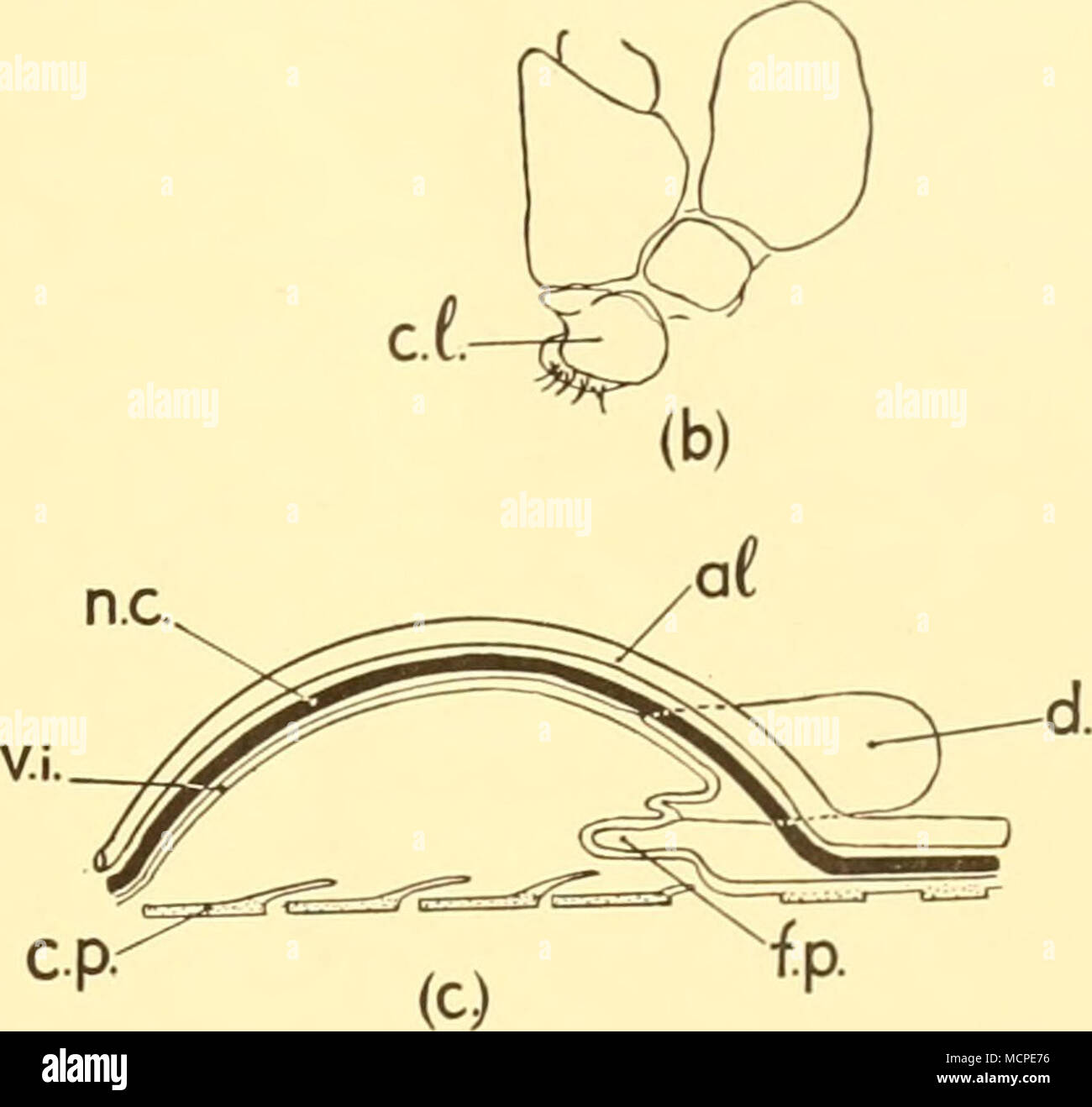 . Text-fig. 7. Edotia oculata. {a) Brood pouch from above, dorsal integument removed (diagrammatic), a.c. accessory- coxal plate; a.o. anterior opening of brood pouch; Cj, coxa of first pereiopod; c.p^, coxal plate of first pereiopod, unfused; c.p.., coxal plate of second pereiopod, fused; c.p.^, coxal plate of fourth pereiopod, unfused; d, diverticulum of brood pouch; ex, soft extension of coxal plate; /.c./&gt;. free part of coxal plate; f.p. fold of posterior wall of brood pouch; /, limit of brood pouch ; Ip. hne showing displacement of ventral integument, dorsally and laterally, {b) Base o Stock Photo