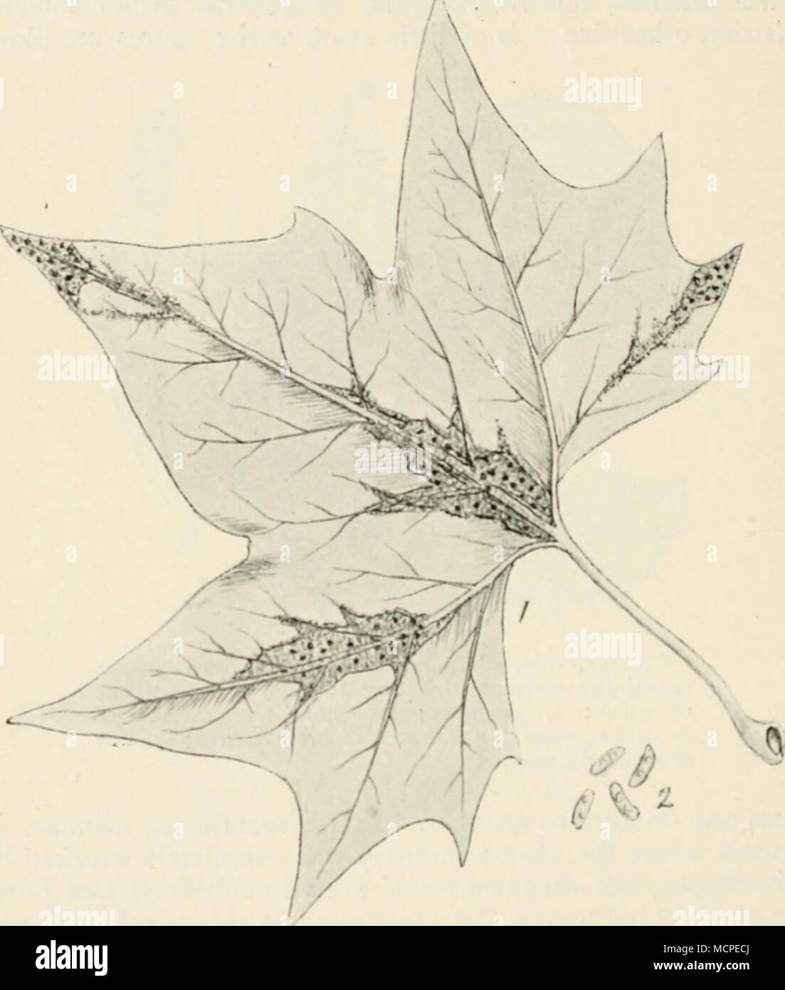 . Fig. 56.- â Gnomonia veneta. 1, a diseased plane leaf, soniowliat reduced ; 2, conidia, highly mag. along the course of the veins on the under surface of the leaf. This disease was considered to be due entirely to Gloeo- sporium tiervisequum (Sacc). Klebahn, however, has recently worked out the life-history of the fungus, and shows that the Gloeosporiian is but a conidial form oi an ascigerous fungus Stock Photo