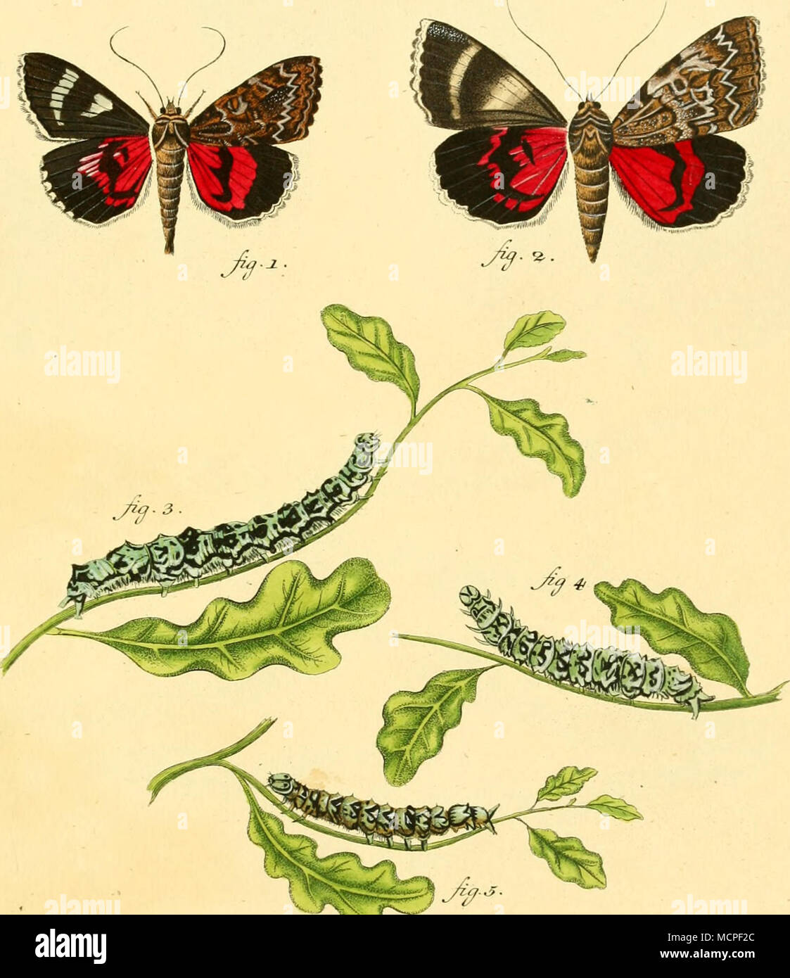 Plxalacrt Europ Ilsocjr Ipiril D Crl T Iq J Mao Ss 1 Em Sscf 4 3 Lart Nc Fo Tlylj L 7 Xu Biu K C Stock Photo Alamy