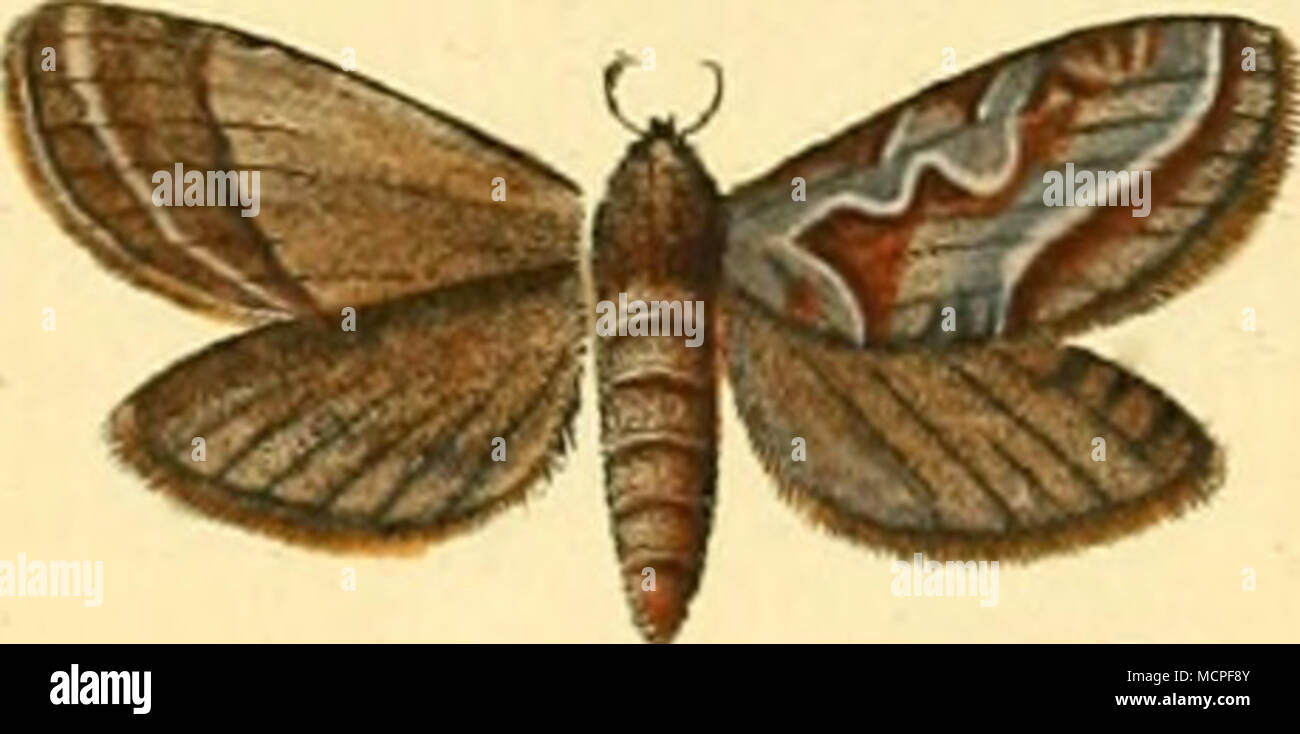 Jw R Pkalaen Eiirop Mtoctucla Eliita Lce A Z A Nzcur L Ctnicl Pia H Rrvas Jzff I Jvem Jici 4 X C Soek Fe Stock Photo Alamy