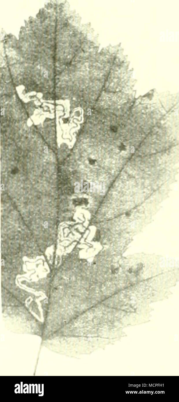 . Fig i'H Mine v. Nepticiila Fig ilii. Minen von Nepticiila basalelia iis. im Blatt von aceris /i.y im Blatt von Acer Fagus silvatica; iiriHiinh- pseudoplatanus: In-i ilimh- ImII.-ii.I l.i. )itaiil;;Hii(.iiiiii.-M fallfnileni Liclit aufgenuninien. II. .Ms|i(iieii&gt;tiHiiiig an den Hsi liieii.zu schlielleu w ird eine .Aiitleilinii; in mehrere (iciiera duridigcfiihrt werden miisscii. Die K aupcn, m. Fulistummclu, die maiiidinial stark verküiiiiiierf sind, vom 2. bis 10. Seg. I, miiiiereii in veisidiieil. gestalt. ]linc. in deien riiigcbung bei luancheii .iten. durch die 'l XachW.M.d telilendi Stock Photo