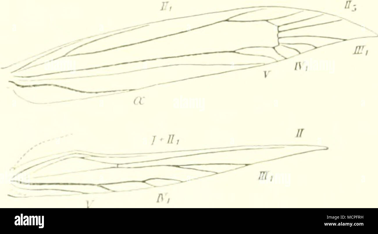 Fig I I7 Flurelgeurler Von Grac Alchimiella Sr F Auf Quot I Vergia Sseit 11 Nahe D Wmzel Aligehd Alle Knda Ste V Iii Vor Luiiid Iv Las Oder Ins Z Aligaiigsstelle Von Ii