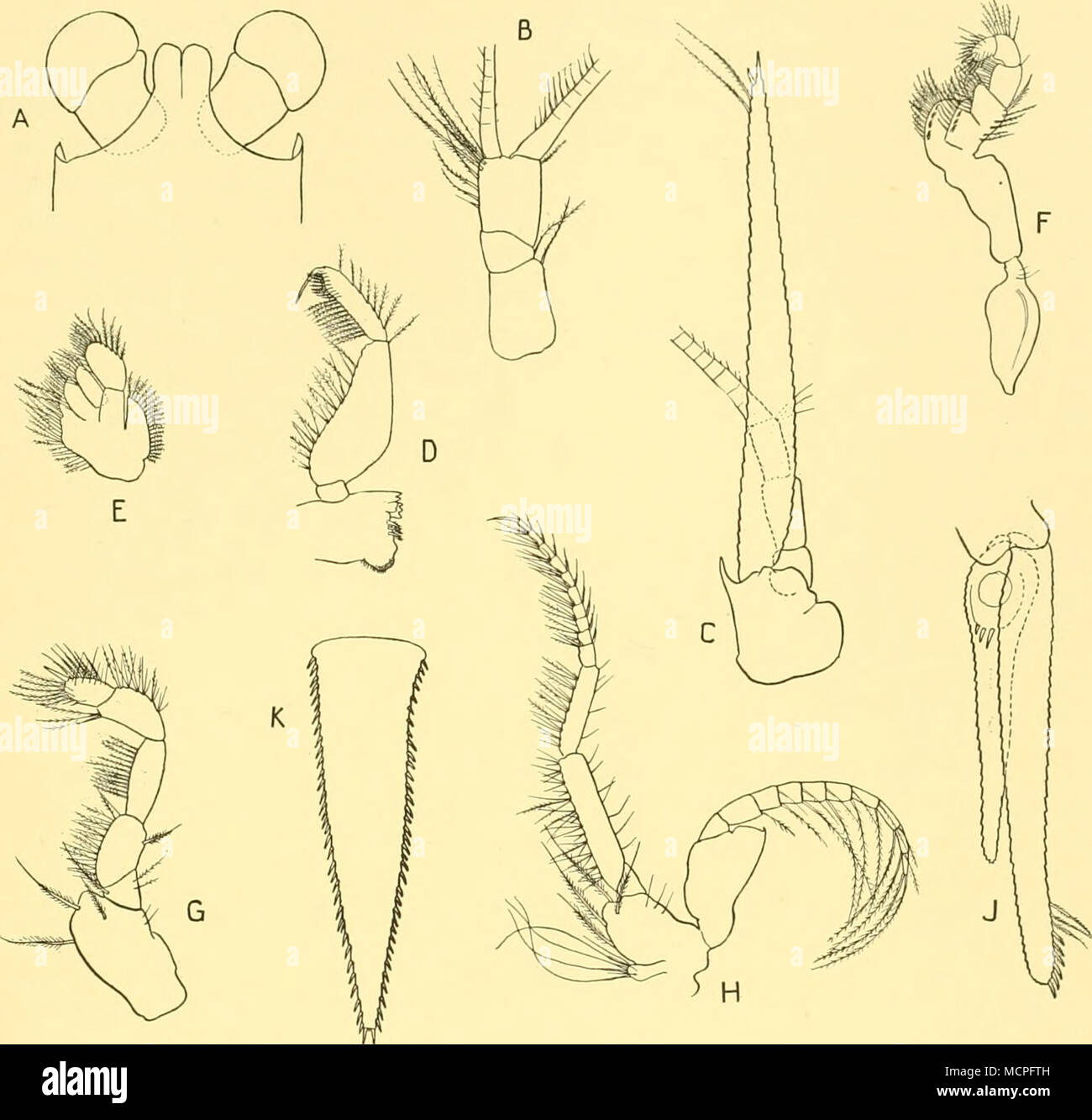 Fig 42 Neomysis Patagona Zimmer A Anterior End Of Carapace And Eyes In Dorsal View X 16 B Antennular Peduncle X 16 C Left Antenna X 16 D Mandible X