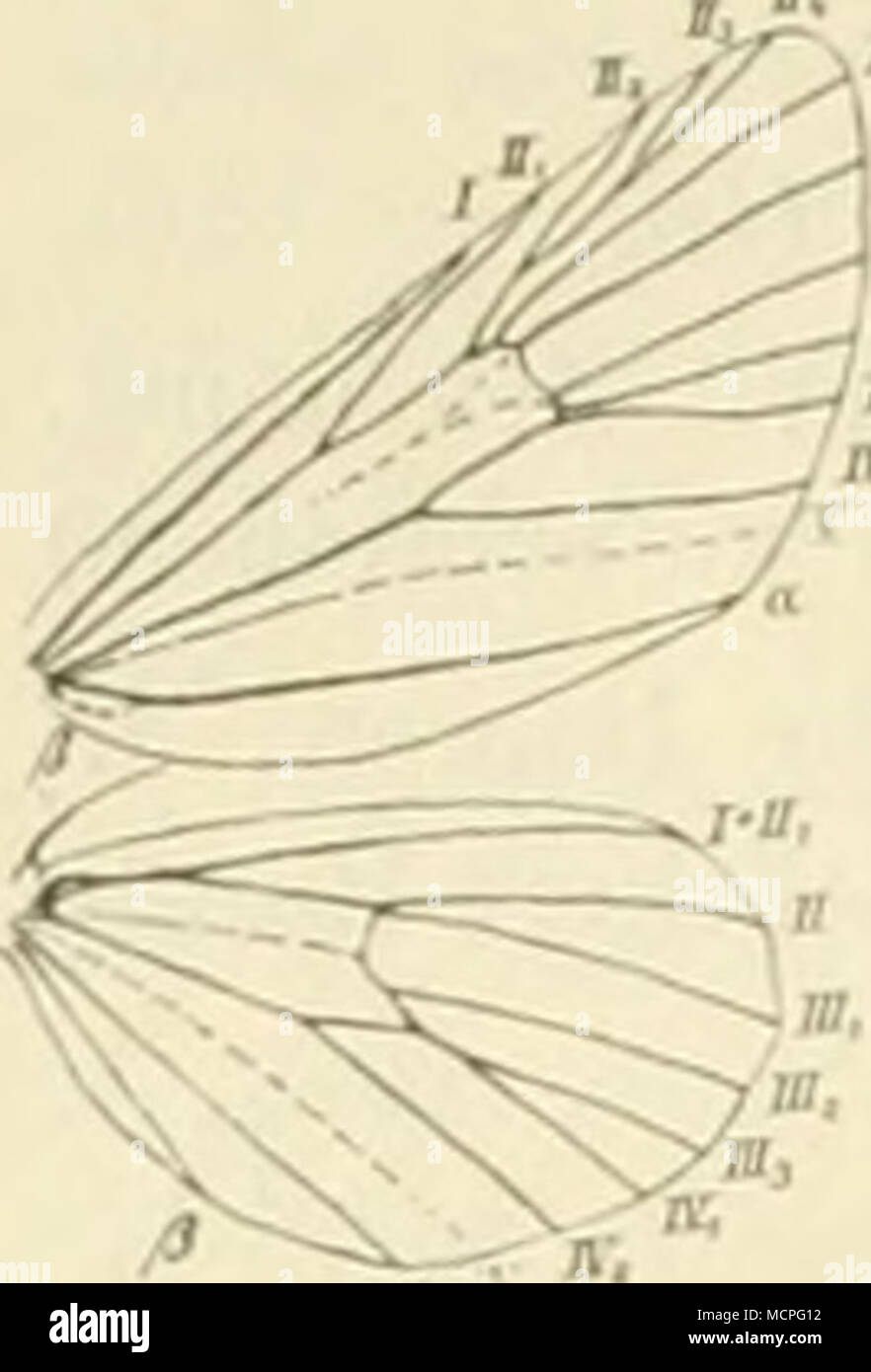 . Fig. l«i. Flügelgeäder von C. scitula Itbr q^ ; fast auf •'/i vergr. 1. $itcitnla Uhr (scitus ge- scliickt, lein, iiiibseli). Tat. .51, Fig. 41. Manclmiiil im inneren Saumfeld stärker als auf der guten Abbildung weiß bestäubt, manchmal dunkler, einfarbiger grau (5). In Siidfrankreich, Katalonien, Pni-tugal, Anda- lusien, Corsica, Sizilien, Dalmatieii, (Mauretanien, West- alVika, Ägypten, (lypern, Syrien. Siidimlien): im Mai, Juni und Juli. Die Raupe hat nur 10 Füße; sie ist buckelig, rosa oder hellgrün , mit einer dojjpelten Krone von Haken statt der .AfterfüBe; Kopf inul Brustfiiße glänzend Stock Photo