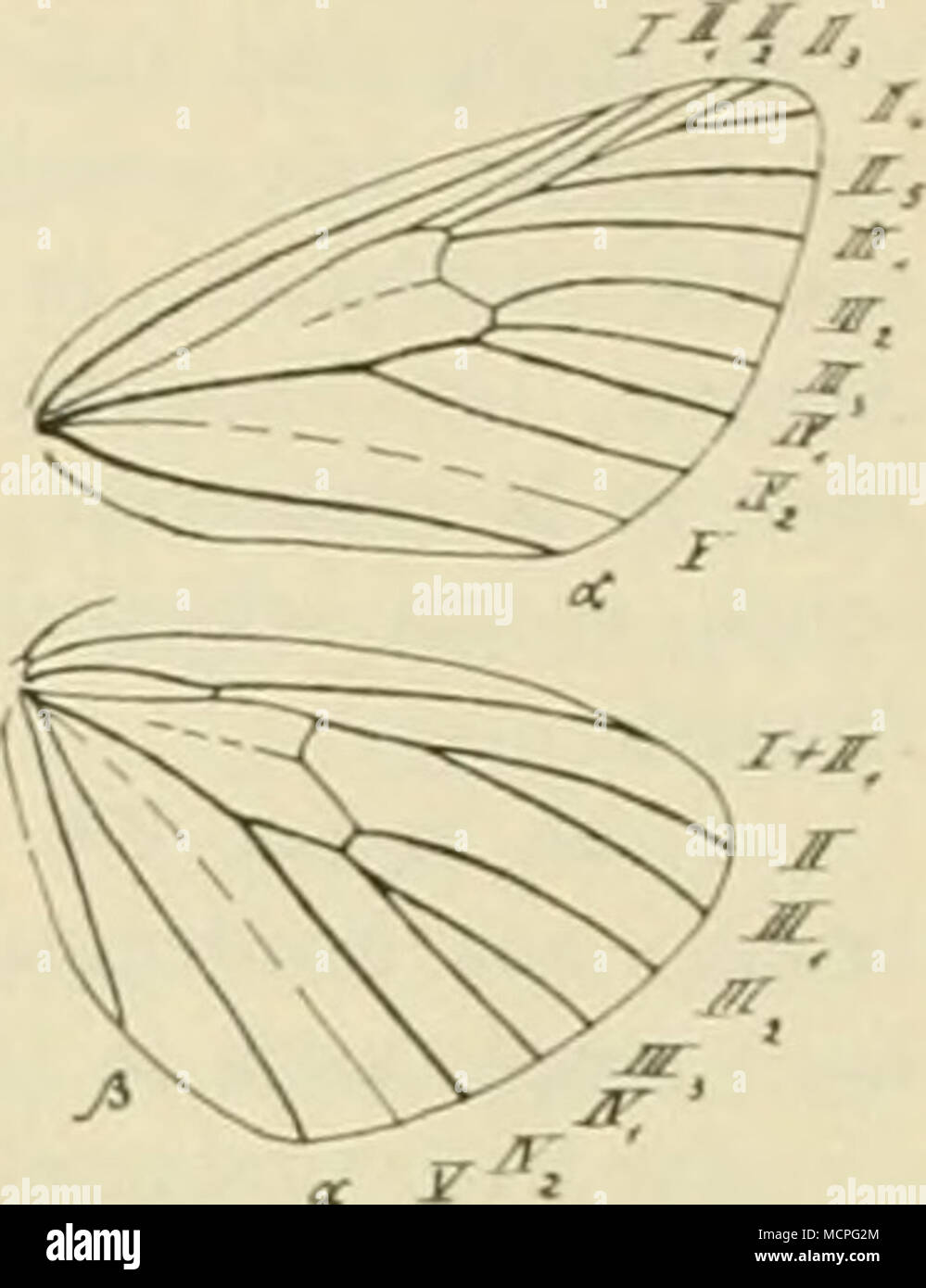 Raupen und schmetterlinge hi-res stock photography and images - Alamy, image size:999x1390