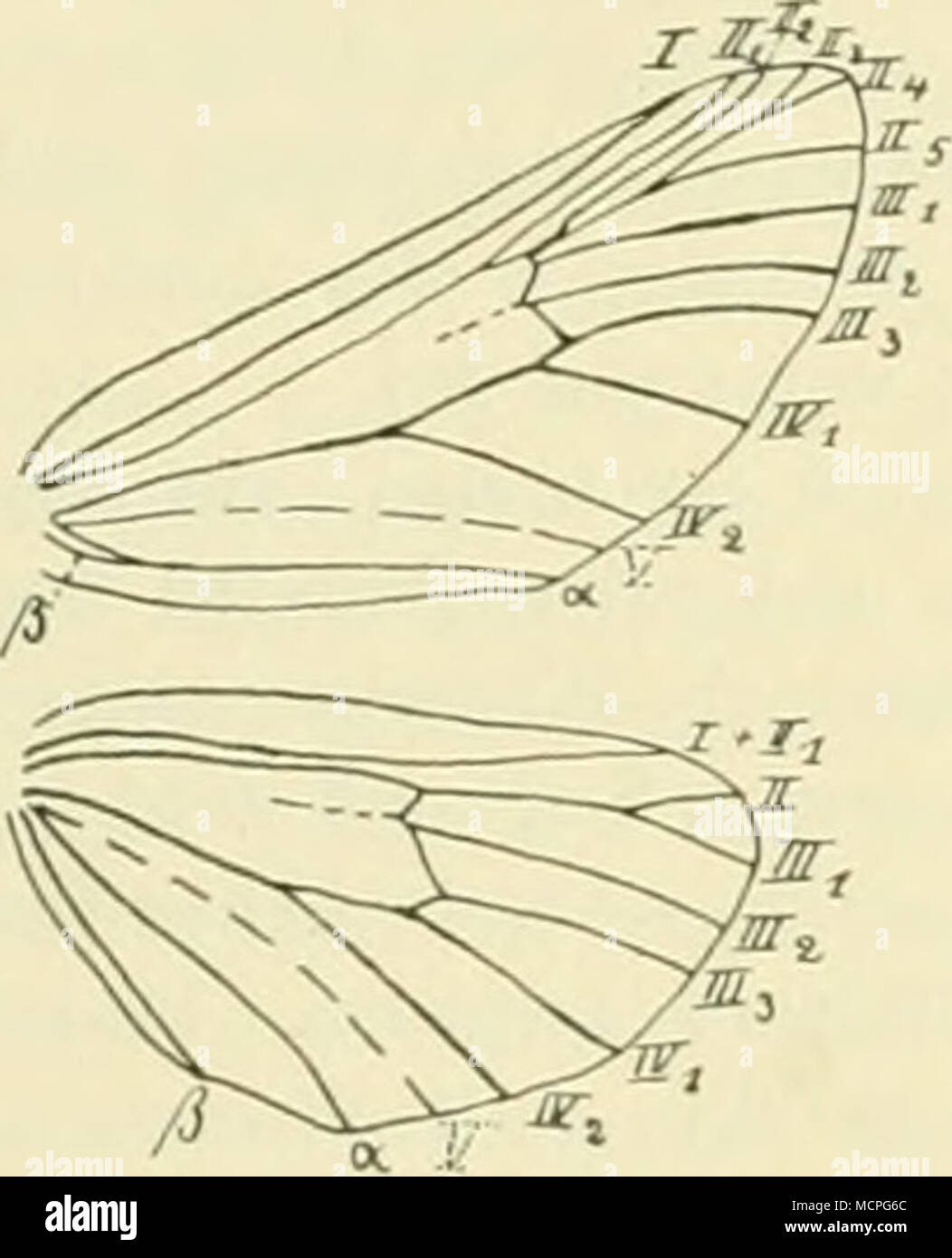 . Fig. 59. Phalera bu cephala L. Puppen geäder; «/i iiat. Grösse