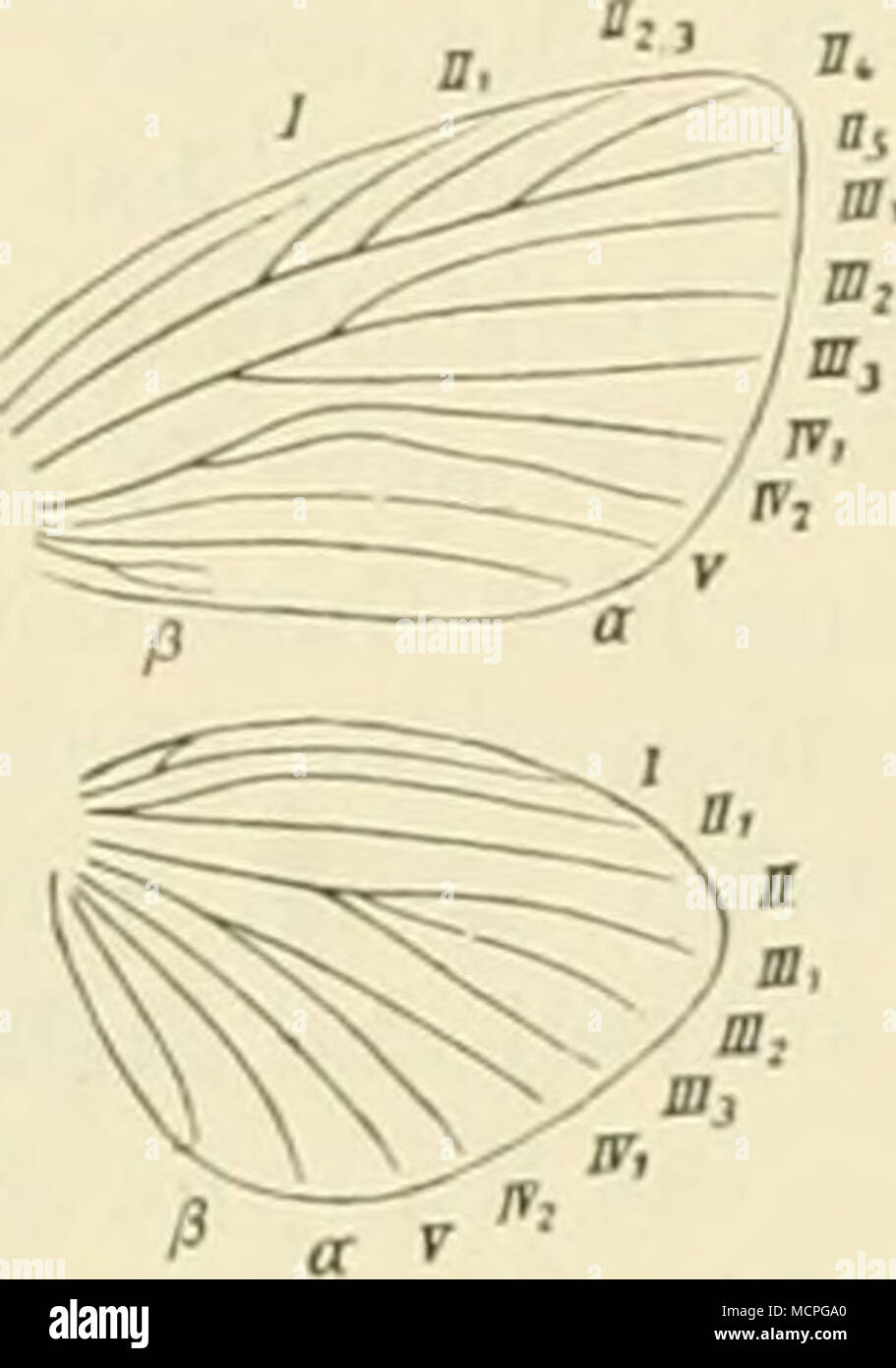 . Fip;. 40. *) Chrysöphanus virgaü reae