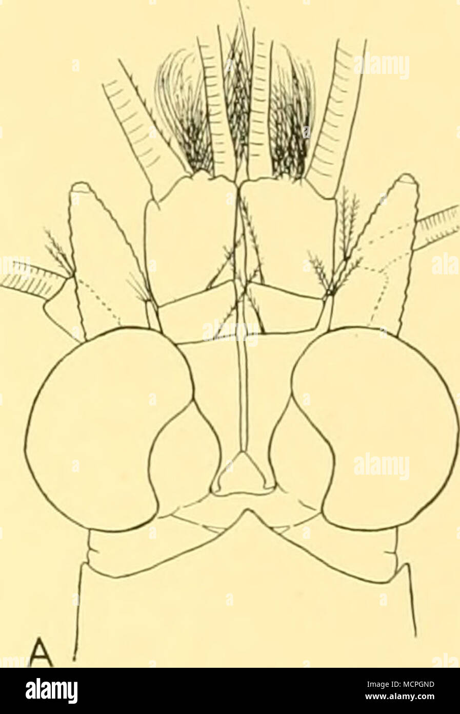 . Fig. 33. Mysidetes macrops sp.n. (A-G). A, anterior end of male in dorsal view, x 12; B, left antennular peduncle, x 16, C, left antenna, x 16; D, mandible, x 16; E, eighth thoracic appendage of male, x 12; F, left uropod, x 16; G, telson of female, x 16. Mysidetes crassa Hansen. H, telson and left uropod, x 16. Mysidetes intermedia sp.n. Occurrence: ^ *' ^ ' St. 51. 4. v. 26 (day). East Falkland I., 105-115 m., 1 imm. 3, 13-6 mm. St. WS 243. 17. vii. 28 (dusk to dark). West of Falkland Is., 144-141 m., 1 imm. specimen, badly damaged. St. WS 748. 16. ix. 31 (night). Magellan Strait, 30o(-o)  Stock Photo