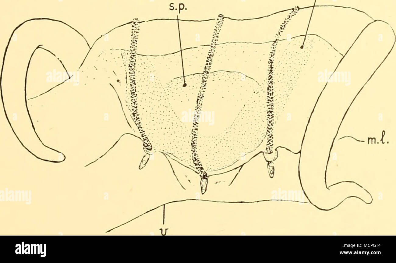 . Text-fig. 13. Pegantha clara. A marginal lappet and two tentacles of a young specimen, diameter 3-5 mm., from St. 708, ^.p. = stomach pouch, /).c. = peripheral canal, w./. = margin of lappet, ii. = velum. The collection contains 32 specimens, 29 of which could be measured, varying in diameter between 3 mm. and 50 mm. The number of tentacles in proportion to diameter of umbrella is summarized in the following table: No. of tentacles Average diameter (mm.) 3-5 lO-O 12-7 17-5 23-0 30-2 45-0 Total Width of variation 7-10 14-18 20-23 18-23 21 22-25 28-40 7-40 Average number 8-S 15-7 21-6 20-8 21' Stock Photo