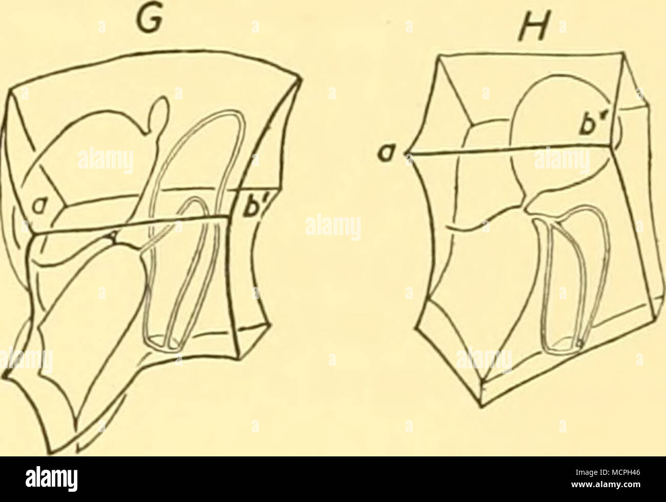 . Text-fig. i. Phylogeny of Abylids. Anterior nectophores (in position for horizontal progression) arranged in sequence to suggest evolutionary trend. Fig. 1 H will be seen, on comparison with Text-fig. 2, to resemble larval forms. A, Chuniphyes multidentata; the tooth T and ridge XT are missing in subsequent forms; B, Ceratocymba sagittata; C, Ceratocymba leuckartii; D, Ceratocymba dentata; E, Abyla trigona; F, Abyla haeckeli; G, Abylopsis tetragona; H, Bassia bassensis. Ridges XY and ab respectively are homologous. Ridge abl is an extension of ridge ab. Ridge XA in C, E and F is homologous.  Stock Photo