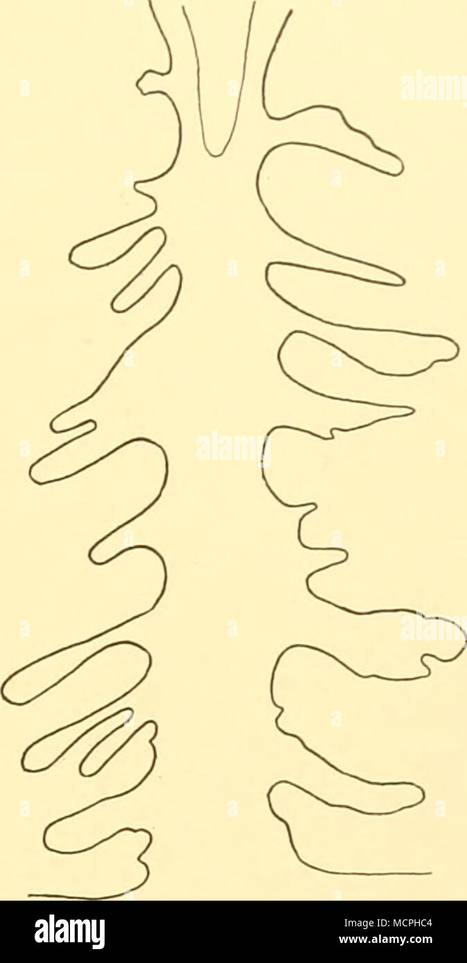 . Pandea conica (Quoy &amp; Gaimard 1824) 1913 Pandea conica Hartlaub, p. 338. Text-figs. 286, 287. Occurrence: 9. xi. 25. 01° 06' N, 13° 05' W. Net: N 200 H o m. i specimen. St. loi. 15.X. 26. 33° 50'S, 16° 04'Etc 34° 13'S, 15° 49'E. Net: N 450 V i3io-i4iom. i specimen. St. 282. 12. viii. 27. 01° 11'S, 05° 38'E. Net: TYFB 30o(-o) m. 6 specimens. St. 702. 17. X. 31. 10° 59'18&quot; N, 27° 03'48&quot; W. Net: TYFB 236-0 m. 6 specimens. St. 717. 2. xi. 31. 44° 42'S, 53° 32'12&quot; W. Net: TYFB 212-0 m. i specimen. St. 1600. 25. X. 35. 12° 43'18&quot; S, 00° 20'12&quot; E. Net: TYFB 400-330 m. i Stock Photo