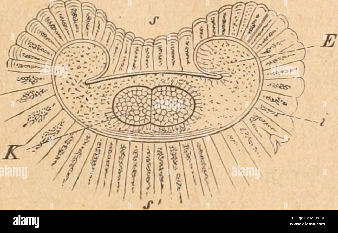 . Fig. 283. Vergr. 20. Querschnitt durch einen im Wasser aufquellenden Samen Ton Plantago FsylUum (halbschematisch). ss' aufquellende Epidermis der Samenschale, t Pigmentschicht, i^Endosperm, A'Keim (Wiesner). auf der Bauchseite von den beiden Längsseiten her zusammengebogen, in der Mitte der Rinne findet sich die kleine Chalaza. Die Farbe ist matt graubraun, auf dem Rücken findet sich eine länglich ovale, lebhaft rotbraune Stelle«. Ein mir vorliegendes Muster besteht aus rötlichgrauen (»drap«-farbigen) matten Samen; der braune Rückenfleck rührt wohl von dem durchscheinenden Keim her. Die Floh Stock Photo