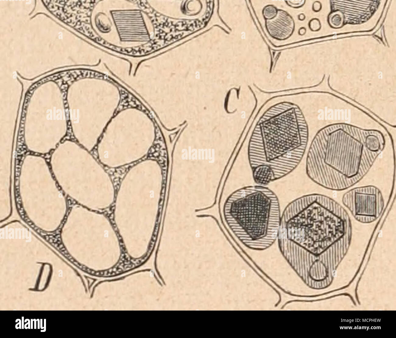 . i Fig. 274. Zellen aus dem Nährgewebe von Ricinus communis. (Vergr. 800; nach Sachs.) A frisch in dickem Glyzerin, B'va. verdünntem Glyzerin, C in Glyzerin erwärmt; D nach Behandlung mit Jodalkohol sind die Aleuronkörner durch Schwefelsäure zer- stört, die plasmatische Grundsuhsta,nz als Netz zurückgehliehen. ) Georg Keyser, Beiträge zur Entwicklungsgeschichte der Samendecken bei den Euphorbiaceen, mit besonderer Berücksichtigung von Ricinus communis. Ber. Pharmaz. Gesellsch., 1892, II, p. 5-19. — J. 0. Schlotterbeck, Beiträge zur Ent- wicklungsgesciüchte pharmakognostisch wichtiger Samen.  Stock Photo