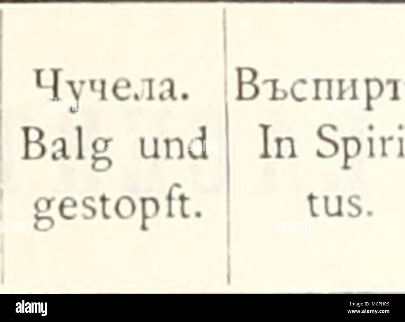 . M'liCTO 11Ð°Ñ Ð¾;ÐºÐ´Ðµ111Ñ. Fundort. G. 2 Pa nzer 2 Pa nzer G. ââ G. â G. â G. â G. â G. â ?B. â 9B. dB. â 9B. 1 â 1 4 ova â Ã¶ â 1 1 2 â IPan zer iPaii zer G. â G. G. â â 4 1 2 â  iSc. â G. â Lenkoran V. 66. R. AndshigÃ¤n-tschai 94. Schlk. Tiflis X. 95. Kawraiskv. â IX. 93. R. Dshebrail 94. Sat. Lenkoran IV. 66. R. V. 66. R. n n T&gt; ^^'â¢ â v r&gt; ^^â¢ Ñ n n *^' I) n n 'â '&quot; Ñ Ñ Ñ R. Ñ Ñ Ñ R- Batuin IV. 93. R. Ð. Ñ â â R. Ðº. Chassaw-jurt 17. V. 94. R. Ð. Ñ Ñ Ñ Ñ J^- i^' Batum IV. 93. R. Ð. Wladikawkas 28. IV. 94. R. Ð. Chassaw-jurt 17. V. 94. R. K. Lenkoran IV. 66. R. Beum-basch V Stock Photo