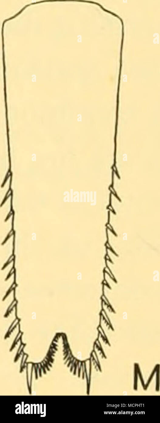 . Fig. 15. Anchialina typica (Kroyer) (A-F). A, left antenna of adult male, x 35; B, endopod of first thoracic appendage with epipod, x 35; C, second thoracic appendage of male, x 35; D, distal end of second thoracic endopod of male, x 58; E, third pleopod of adult male, x 35; F, expod of third pleopod of male, x 58. Juvenile male specimen (G-M). G, anterior end of immature male in dorsal view; H, right antennular peduncle, J, left an- tenna; K, endopod of fourth thoracic appendage; L, left uropod; M, telson in dorsal view. All x 38. Anchialina truncata (G. O. Sars), 1884 1883 Anchialus trunca Stock Photo