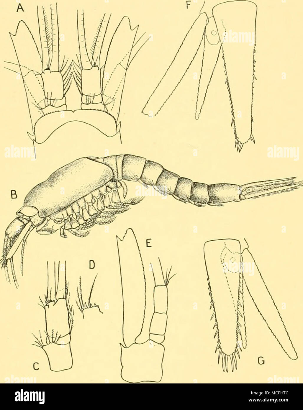 . Fig. 18. Pseudomma longicaudum sp.n. A, anterior end of female in dorsal view, x 13; B, immature male in lateral view, x 7; C, antennular peduncle of immature male, x 16; D, process from distal dorsal margin of third segment of antennular peduncle; E, left antenna of immature male, x 16; F, telson and left uropod of adult female, x 13; G, telson and right uropod of imma- ture male, x 18. it is not possible to tell their length. In the juvenile specimen, the endopod extends almost to the apex of the telson and the exopod extends to the tips of the apical spines, so that probably either the te Stock Photo