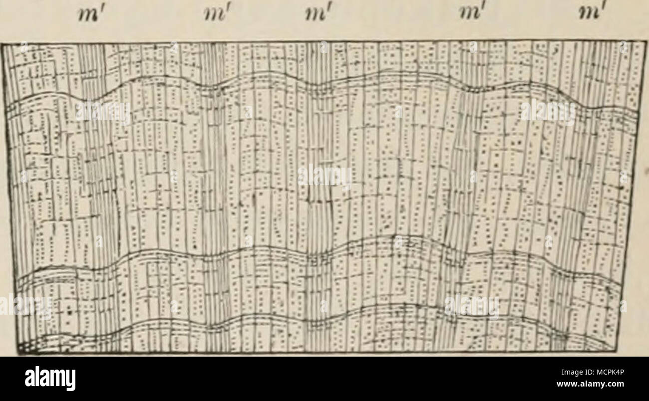 . 1) Die Abbildung 172 bei Mayr, Wald-u. Parkbäume, p. 453, zeigt die Jahres- ringe wohl allzudeutlich! 2) d. h. im Querschnitt des Holzes erst mit der Lupe wahrnehmbar. Stock Photo