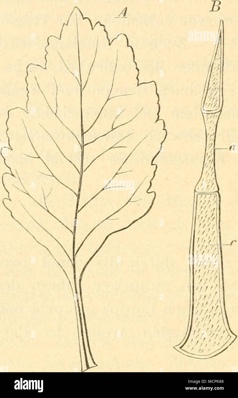 . Fig. 189. A natürliche Grösse. Ein Blatt von Pogoste.mon Patchuli. B ...