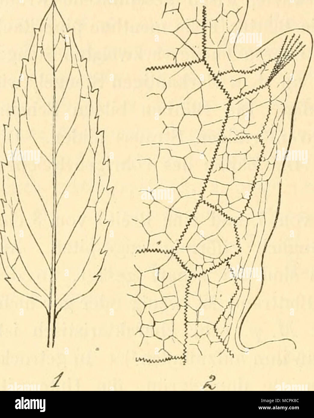 . Fig. Mentha pipciifa L. 1 Blatt, iiat. 2 Blattzahn. Vergr. lu. 1) Gildem eist.er und Hoffmann, Aeth. Oele, p. 837. 2) Flückiger (Pharmakognosie, 3. Aufl., p. 725, zählt als solche Unkräulor der grossartigen amerikanisclien Pflanzungen auf: Mentha arvensis L., Erigcron cana- dense L., Erechtliites hieracifolia Faf. und Ambrosia irifida L. 3) Nach Gildemeister und Hoffmann, 1. c, p. 836, betrügt die jalirliche Weltproduction an Pfefferminzöl unter normalen Verhältnissen ca. 175 000 kg, wovon Nordamerika allein ca. 90 000 kg, Japan 70 000 kg, England 9000 kg erzeugen. 4; Tschirch-Oesterlc, I.e. Stock Photo