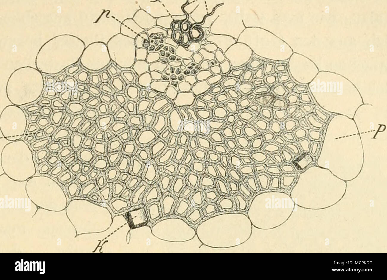 Mesophyll Stock Photos & Mesophyll Stock Images Alamy