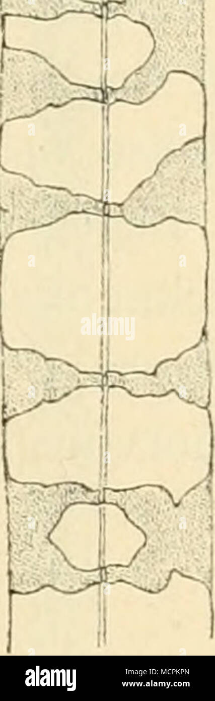 . Fig. 16. Sklerenchyinfasern l)ei lOOfacher Vergrösserung und zwar: A aus dem rothen Santelholze (Pterocarpus santnliniis); B aus dem Holze der Weissweide (Salix alba), links eine im Stamme tangential gestellte, rechts eine im Stamme radial gestellte Wand dem Beschauer zuwendend; C aus dem Holze des Teakbaumes [Tectona grandis), (gefächert!); D aus dem Holze des Nusshaumes (Juglans regia); E aus dem Holze des Oelhaumes (Olea enropma); F aus dem Holze der Traubeneiche (Quercus sessiliflora). G Stück von i*. stärker vergrössert, 1000/1, mit schief gestellten, spaltenförmigen Tüpfeln; H Wand zwi Stock Photo