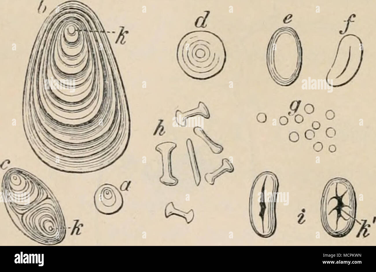 . sich aber als unrichtig herausstellten i). Sieht man aber von der Ent- wicklung ab und unterscheidet man die Kürner nach ihren uns anschaulich entgegentretenden morphologi- schen Eigentümlichkeiten der fertigen Zustände, so läßt sich die Nägelische Einteilung für die Unterscheidung der Stärke- kürnerarten praktisch verwerten. Hiernach sind folgende Arten von Stärkekürnern zu unterschei- den: 1. Einfache Stärkekör- ner. Es sind dies diejenigen, w^elche nur einen Kern und um diesen herum nur ein Schichten- system besitzen (s. Fig. 6 a—h). 2. Echt zusammengesetzte Stärkekürner. Sie bestehen aus Stock Photo