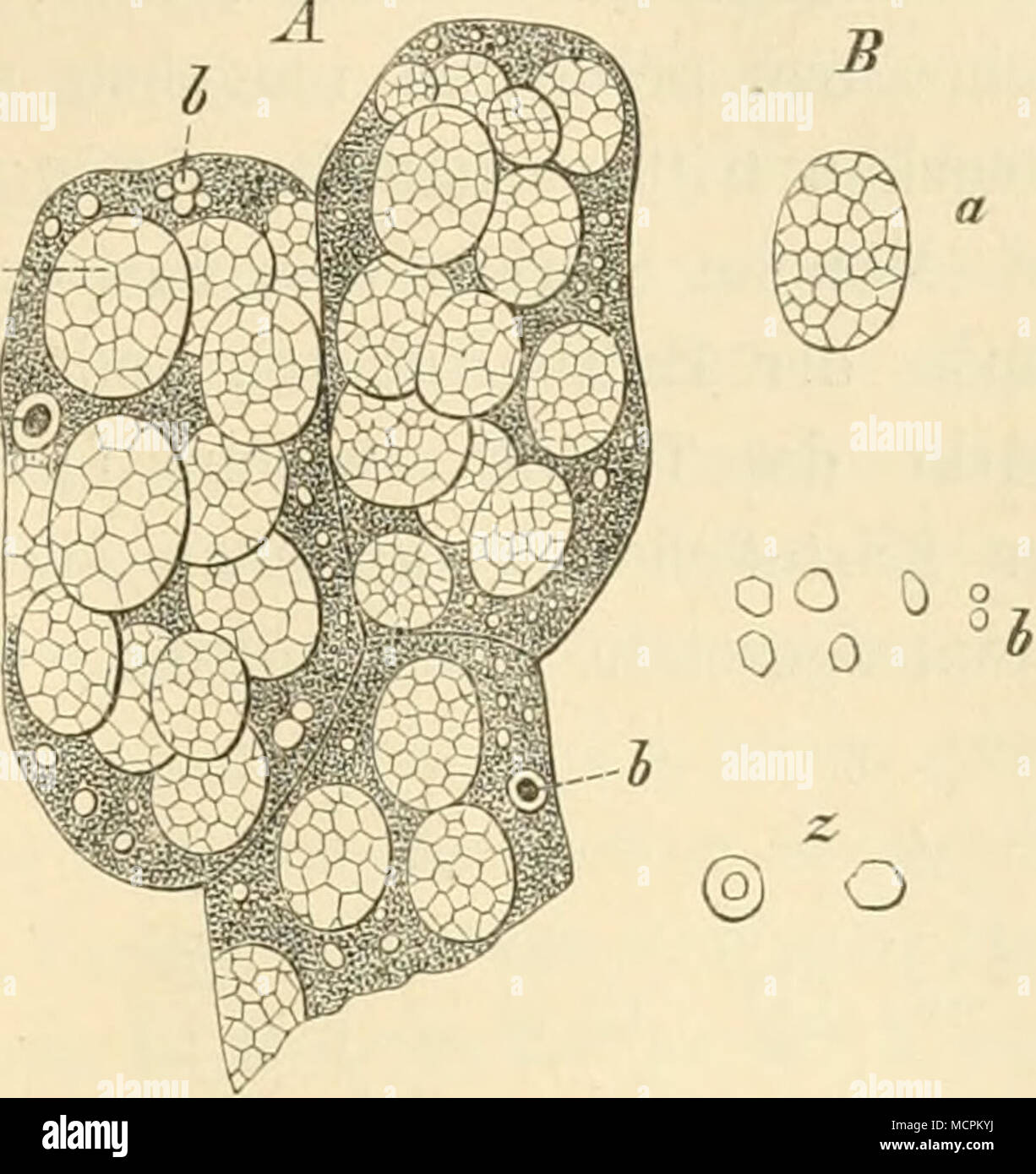 . Fig. 96. Vergr. 300. A stärkefülirende Zellen aus dem Sameneiweiss des Hafers, a, echt zusammengesetzte h b einfache Stärkekörner. B Haferstärke, a zusam- mengesetztes Korn, b Theilkörner. z dieselben, stär- ker vergrössert. stellten'). Sieht man aber von der Entwicklung ab und unter- scheidet man die Kürner nach ihren uns anschaulich entgegen- tretenden morphologischen Eigen- thümlichkeiten der fertigen Zu- stände, so lässt sich die Nägeli- sche Eintheilung für die Unter- scheidung der Stärkekürnerarten praktisch verwerthen. Hiernach sind folgende Arten von Stärkekürnern zu unterschei- den: Stock Photo