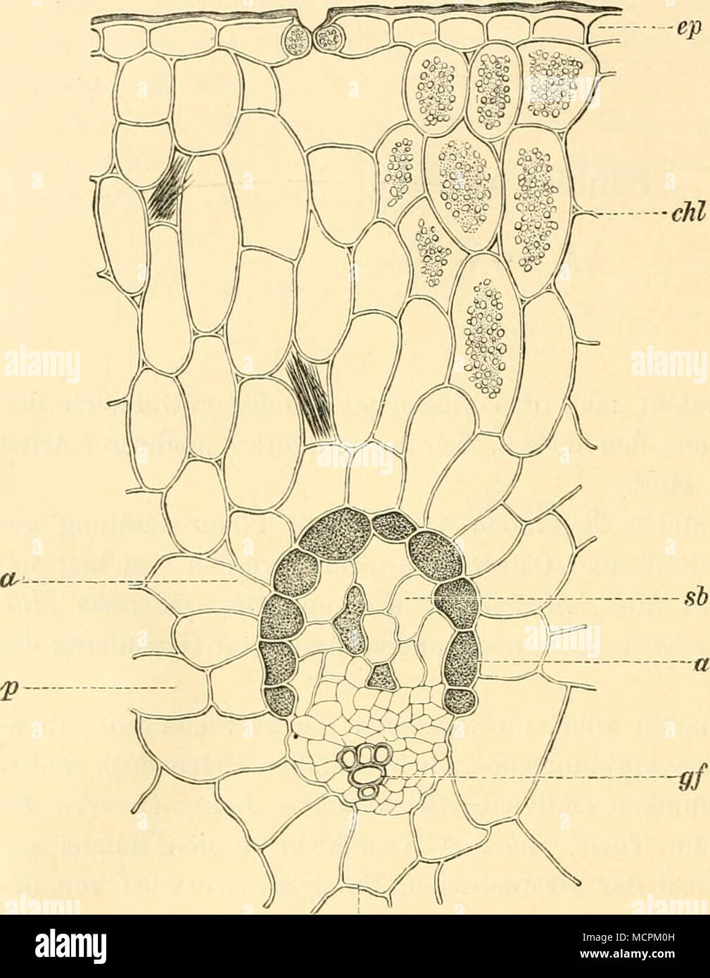 Fig. 82. Partie eines Querschnittes aus dem Blatte von Aloe vulgaris, ep  Oberhaut mit einer Spaltffnung, chl darunter folgendes Chlorophyll-  parenchym mit zerstreuten Raphidenzellen (Rinde) und einem Gefss- hndel  an seinem