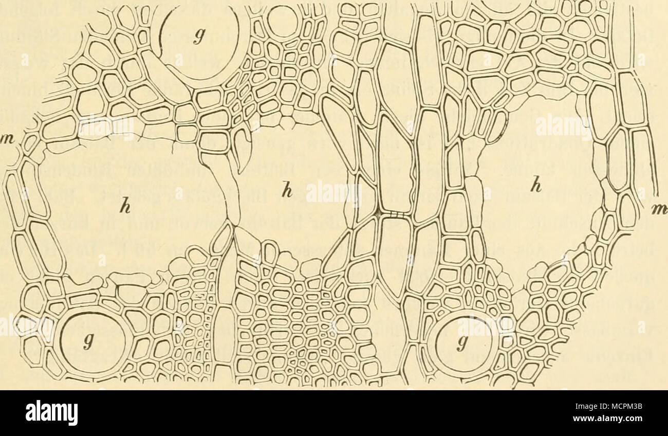 . Fig. 5(i. Kleine lysigeiie Harzgäiige (//) im Holze von Copaifera Laiir/sdorffii'. m Markstrahl. (/ Gefäss. (Nach Tschirch.) von Berg constatirt, später hat Lanessan solche Gänge auch in der Peripherie des Markes der Stammpflanze aufgefunden. Der Balsam ent- steht aber zweifellos im Holzkörper, und es hat bereits Herm. Karsten (1857) nachgewiesen, dass das Stammholz der balsamliefernden Copaifera- Arten von Balsamgängen durchzogen ist, welche Zoll weite erreichen 1) Ernst, La Exposicion nacional de Venezuela. Caracas 1886. p. 271. Stock Photo