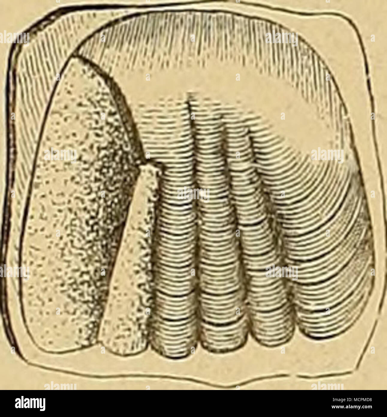 Osmeroides hires stock photography and images Alamy
