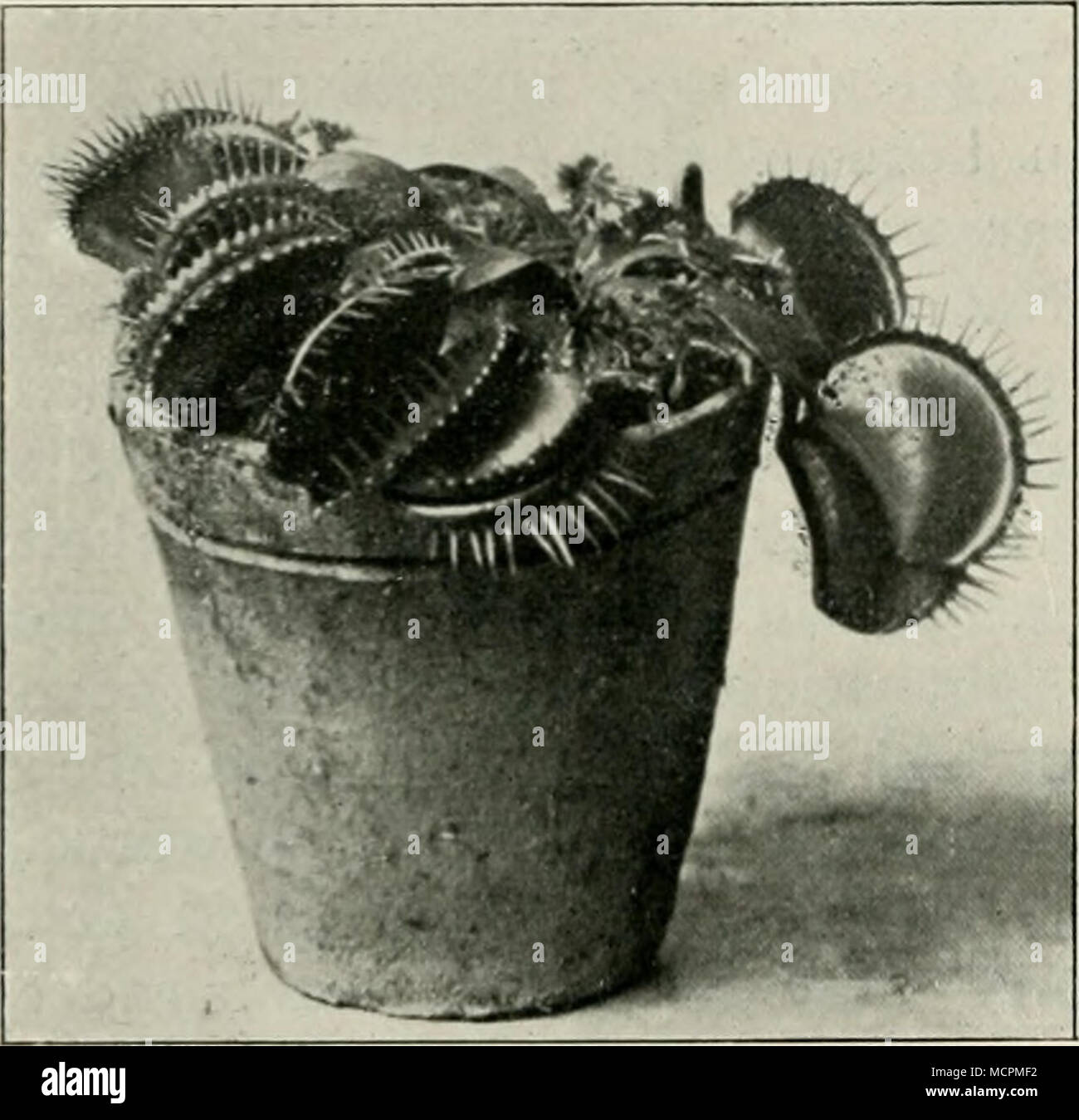 . Abb. 84. Pflanze von Dionaea miiscipula. Die in spitzem Winkel