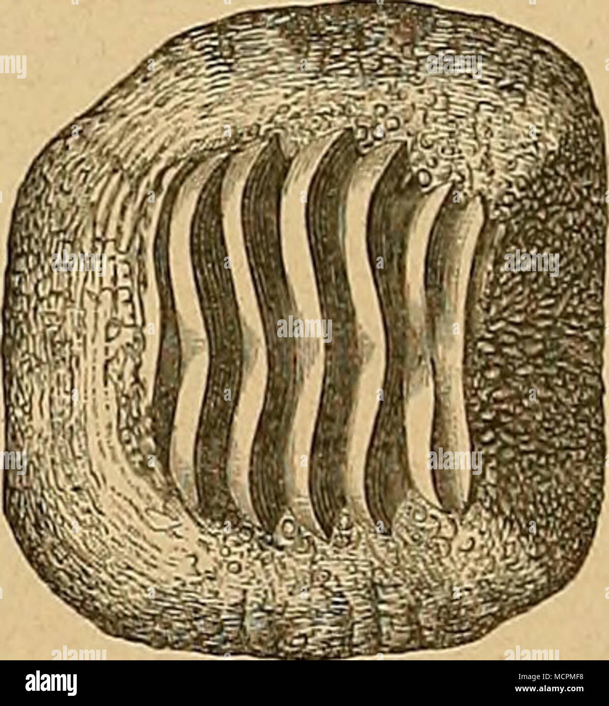 Acrodus hires stock photography and images Alamy