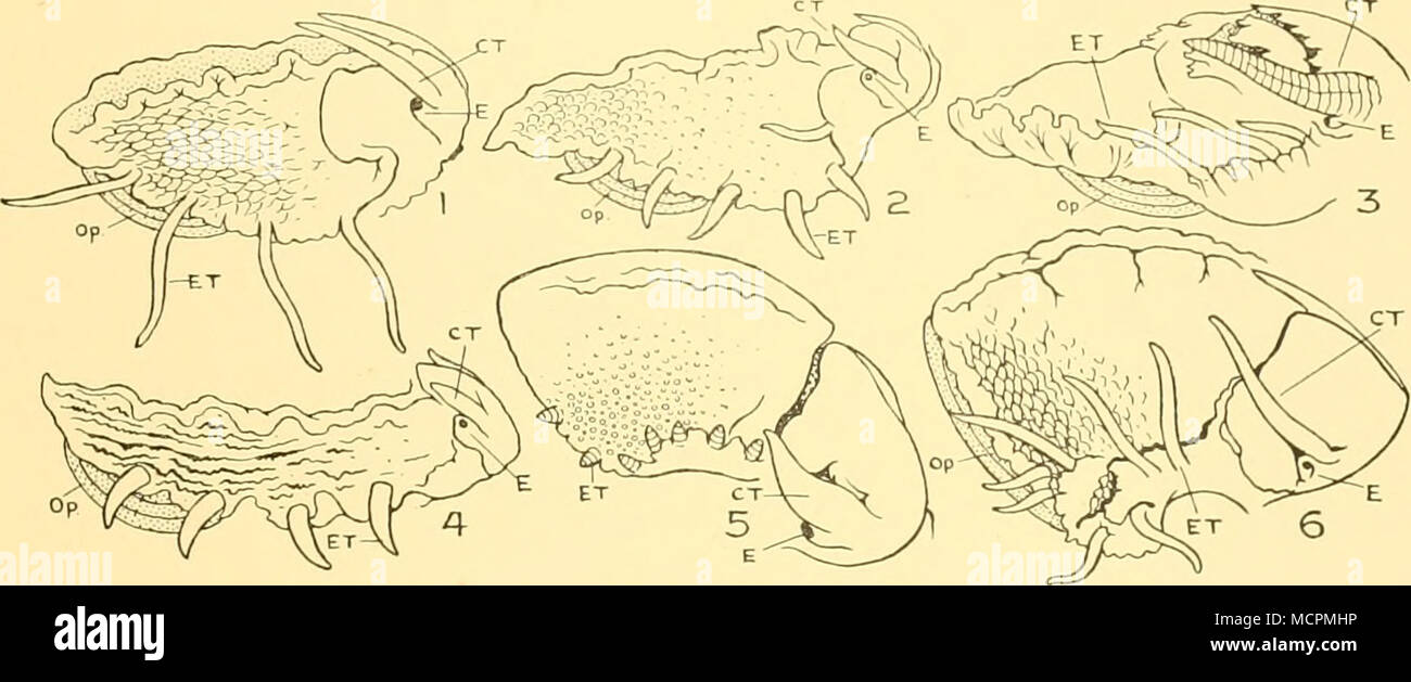 . Fig. D. Epipodial processes in Trochoids. CT = cephalic tentacles, £T = epipodial processes and 0/&gt; = opercula in: (1) Calliostoma modestulum Strebel; (2) Photinastoma taeniata (Wood); (3) Solariella kempi n.sp.; (4) Photinula coerulescens (King &amp; Broderip); (5) Falsimargarita iris (Smith); (6) Venustatrochus georgianus n.g., n.sp. 5. Falsimargarita iris (Smith). Two short and very stout cephalic tentacles. Epipodial tentacles seven pairs, very short and stout and of equal size (Fig. D, 5). Eales (1923, p. 8) described F. gemma (Smith) as being similar but with the epipodial tentacles Stock Photo