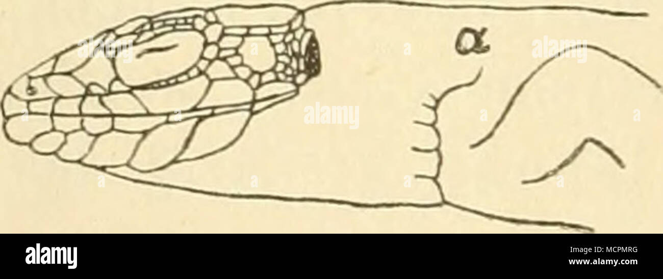 . Seitenteil des Vorder- körpers der taurischen Ei- dechse (Lacerta taurica, Pallas). a. Schulterfalte (plica axillaris). (Nach Schreiber.) mitunter angewachsen und ver- wischt (obsoletum) Abb. 21, A. Je nachdem die Schuppen des Halsbandes an ihrem Hinter- ende gerade abgestutzt, abge- rundet oder winkelig verzogen erscheinen, zeigt sich das Halsband als gan z randig (integrum), Abb. 21, B, ge- kerbt (crenulatum) gezähnt oder gesägt (serrulatum), Abb. 21, C. Das Halsband setzt sich gewöhnlich nach aufwärts, vor der Wurzel der Vorder- fiisse hinziehend, als Hautfalte fort, welche man Schulter-  Stock Photo