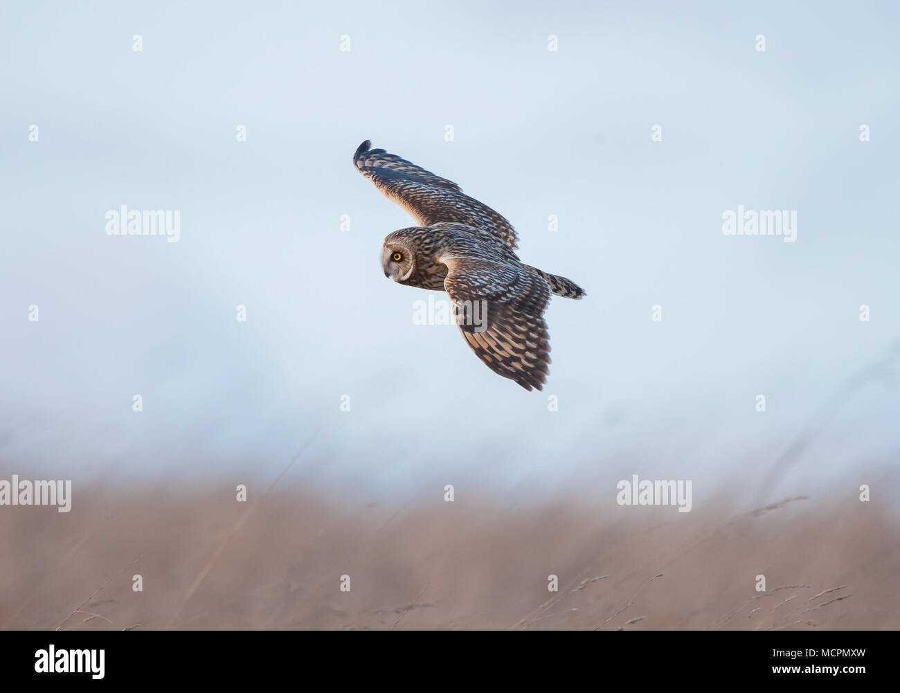 Wild UK short-eared owl (Asio flammeus) in flight, gliding isolated in midair, hunting over open countryside fields in evening. Owl bird flying. Stock Photo