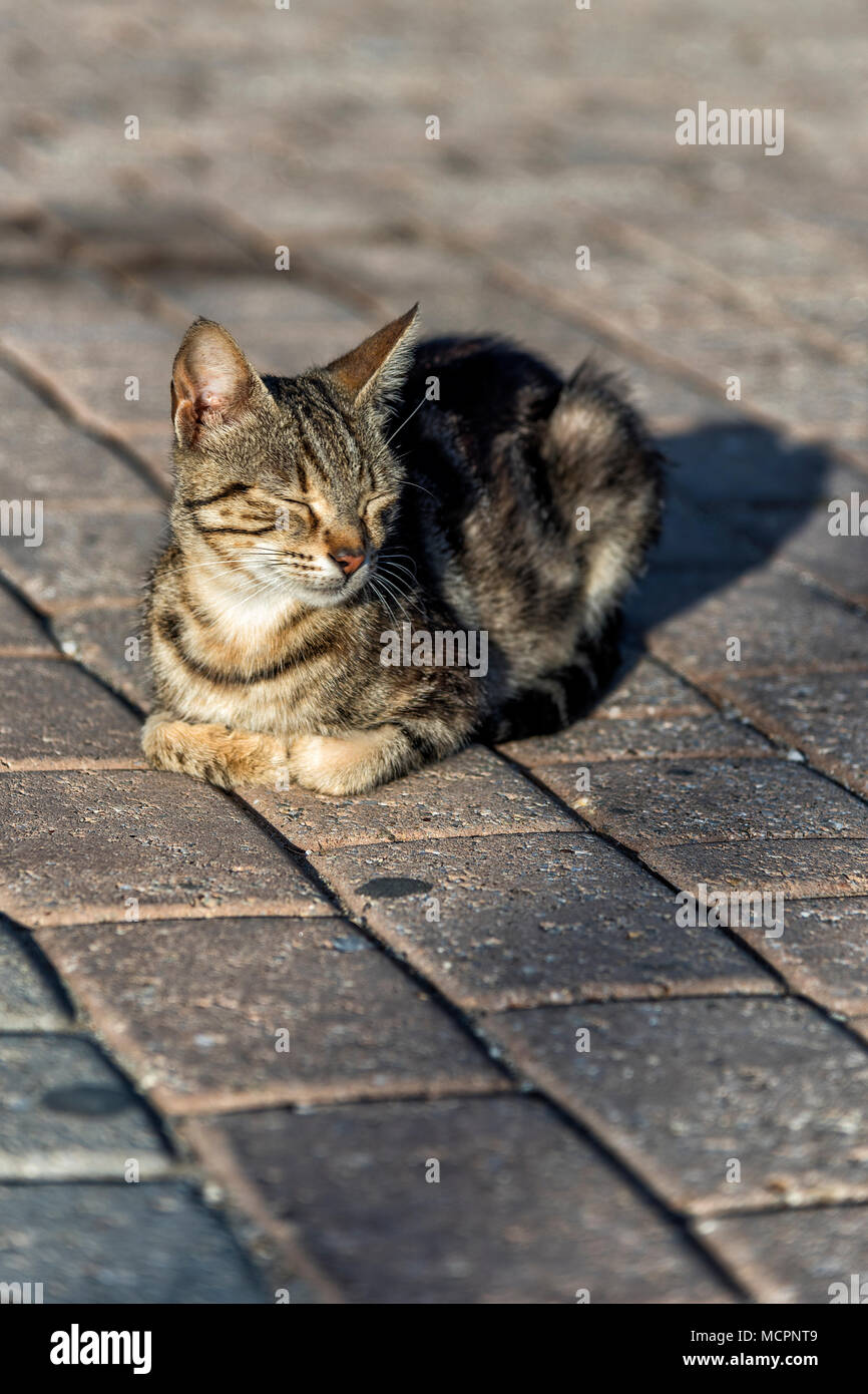 Eine der vielen Strassenkatzen von Chersonissos auf Kreta geniesst die wärmenden Sonnenstrahlen auf den Pflastersteinen am Hafen Stock Photo